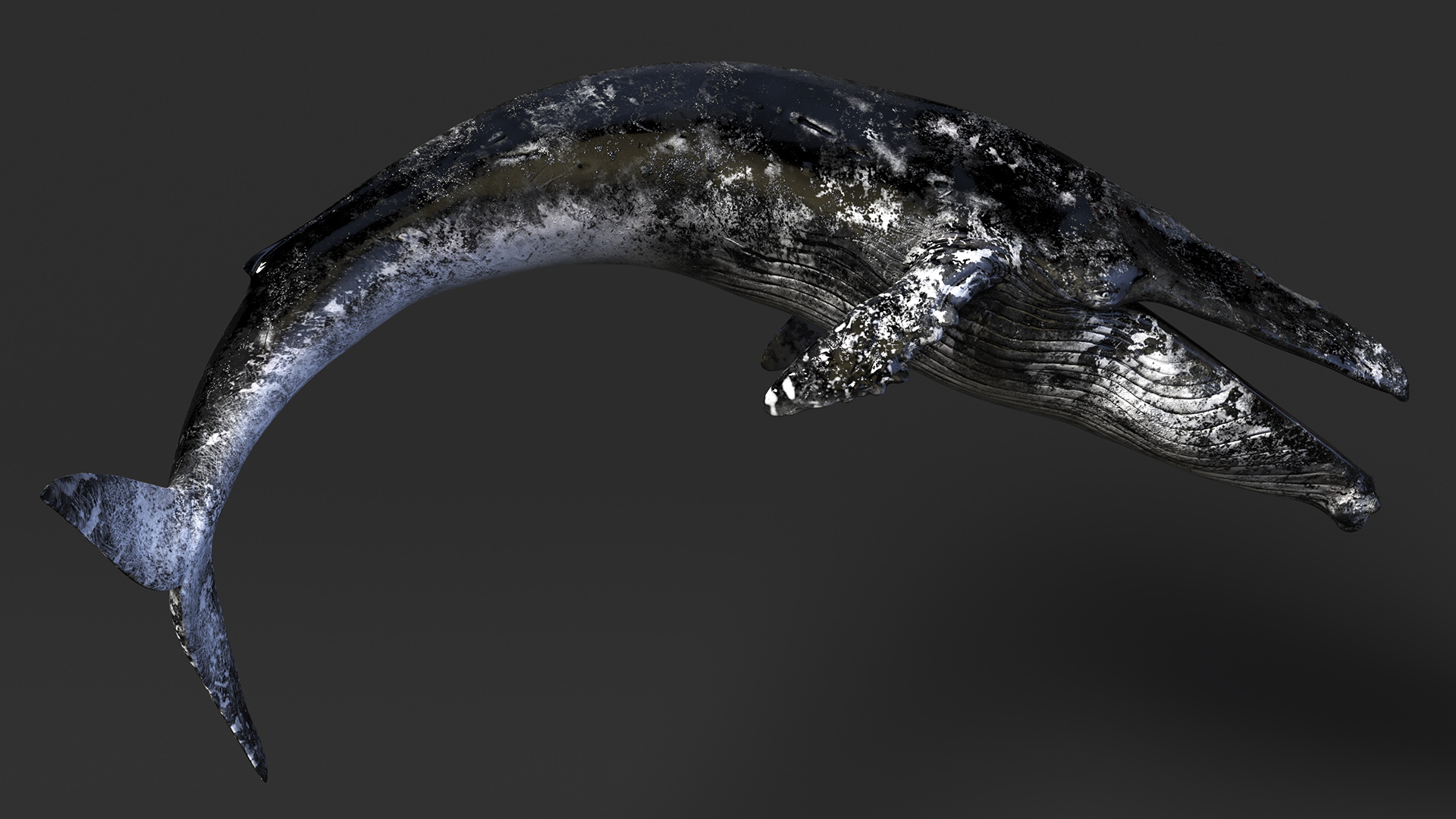 3D Old Blue Whale Resting Pose Fur