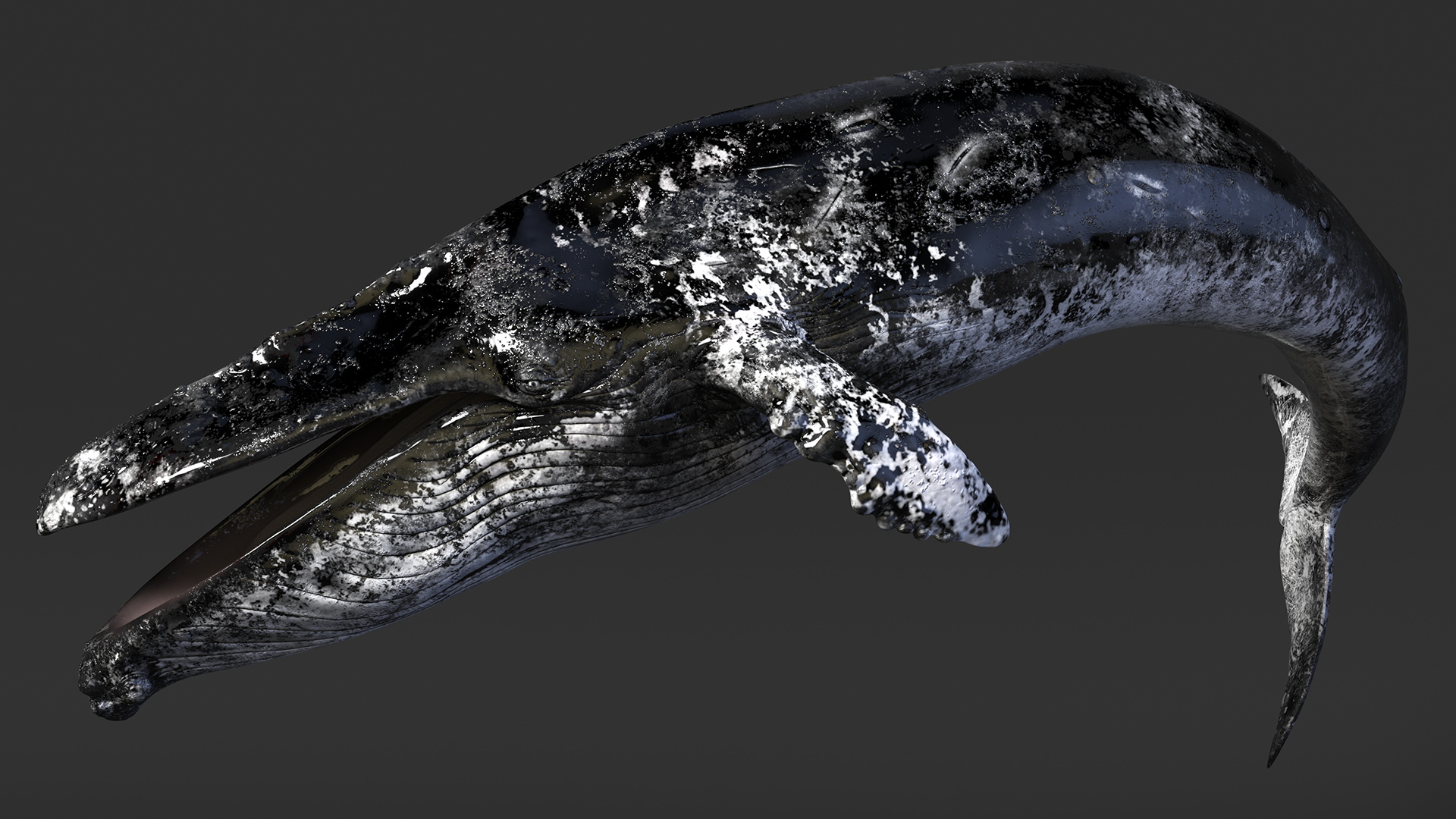 3D Old Blue Whale Resting Pose Fur