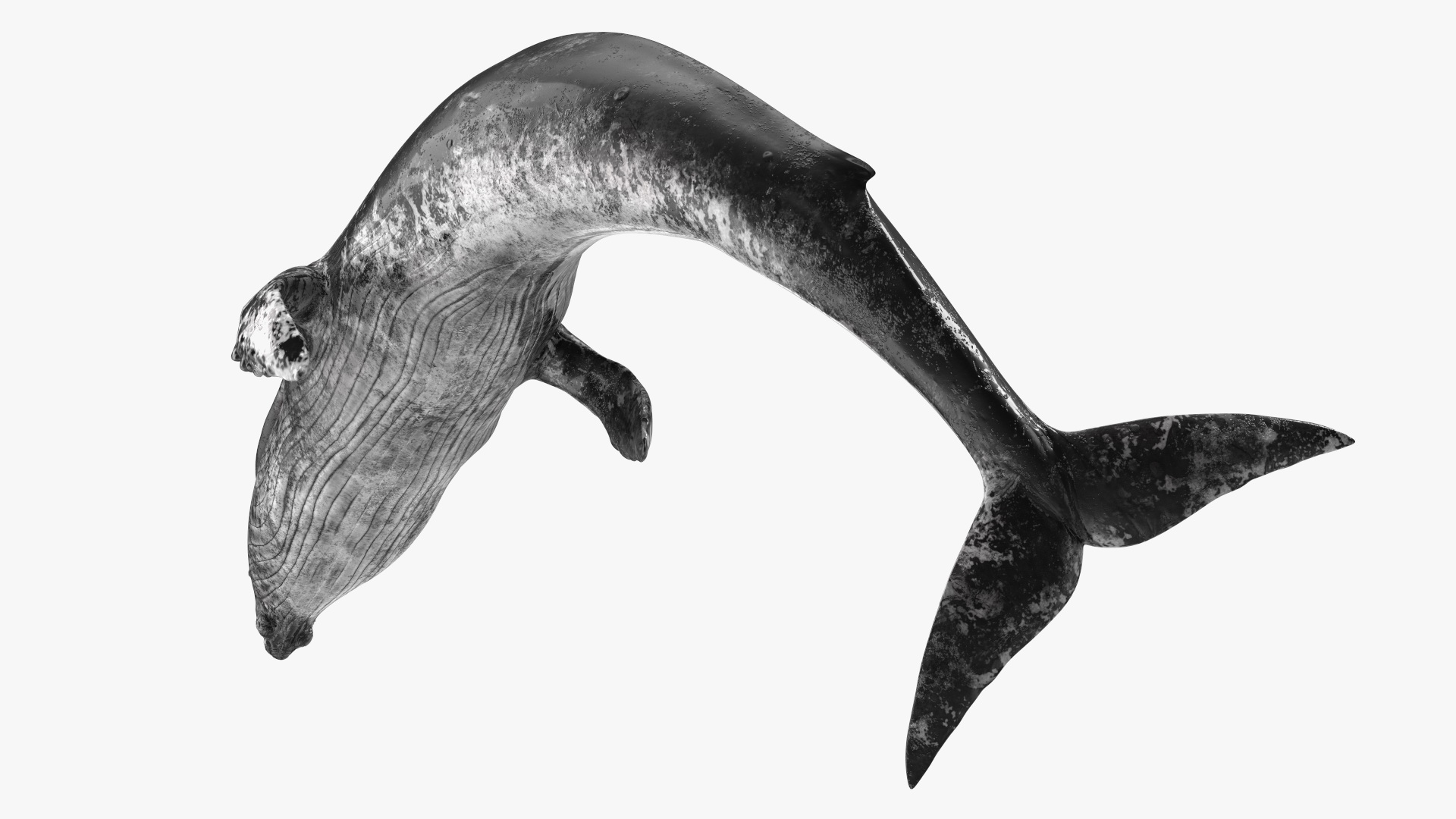 3D Old Blue Whale Resting Pose Fur