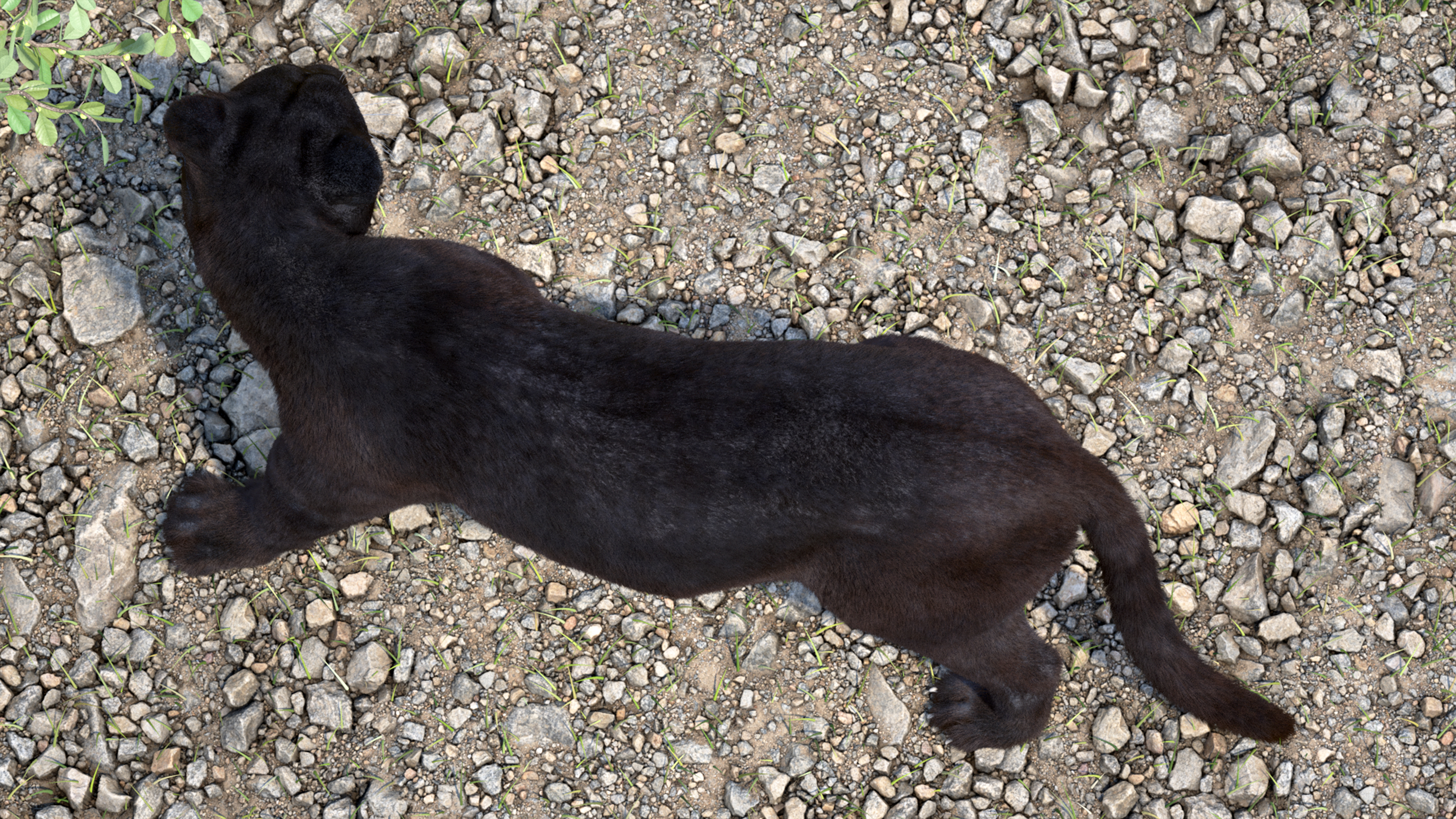 Black Panther Fur Rigged 3D model
