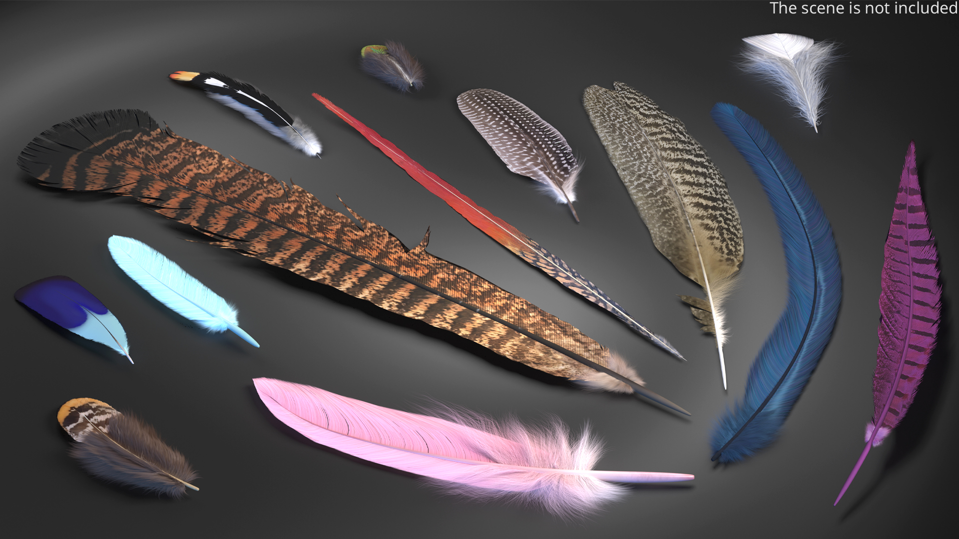 Natural Bird Feathers Set Multicolor Fur 3D model preview