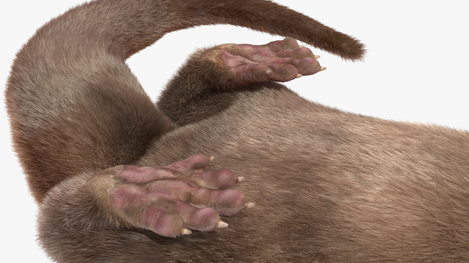 3D model North American Otter Lying Pose Fur