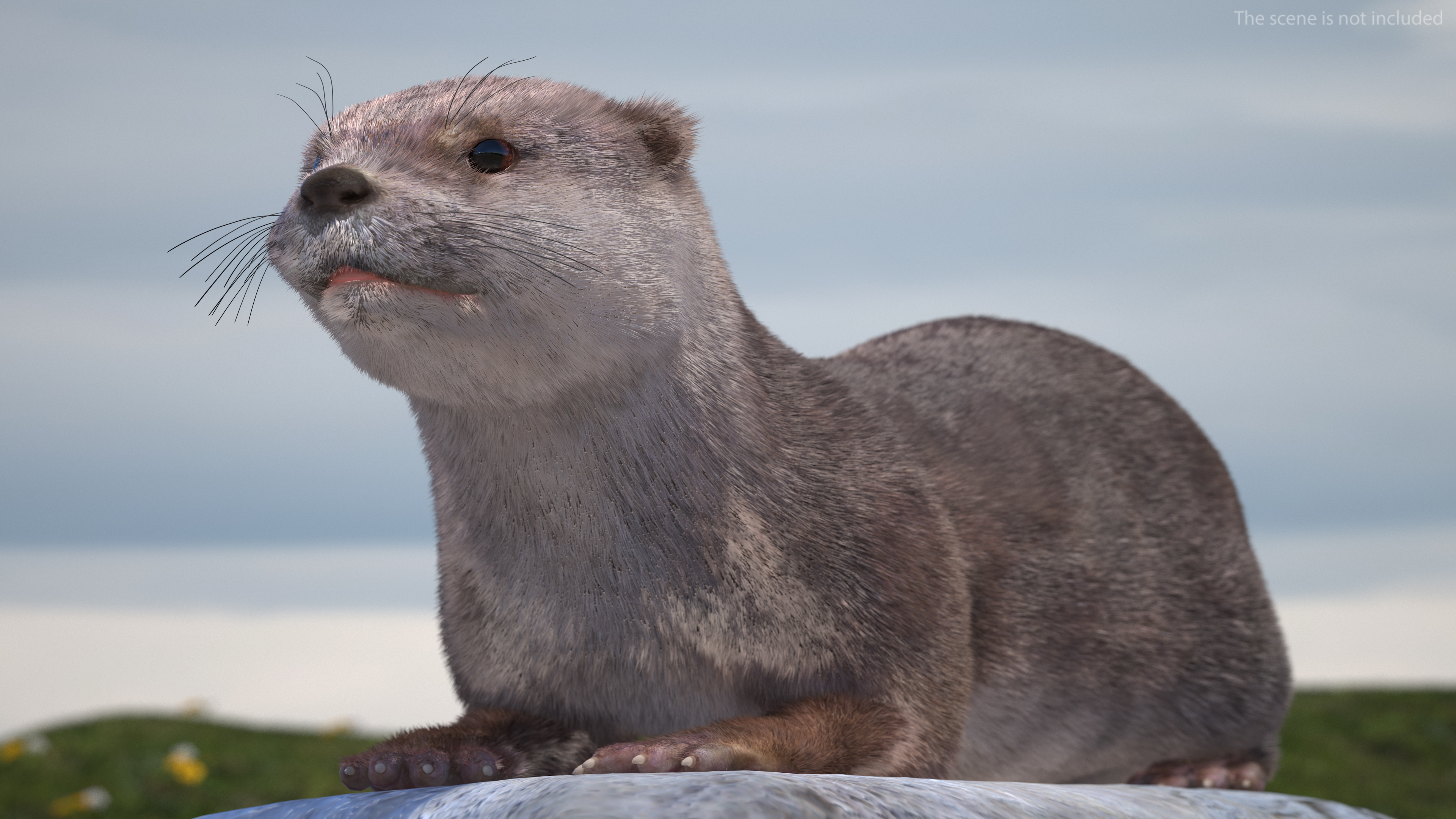 3D model North American Otter Lying Pose Fur