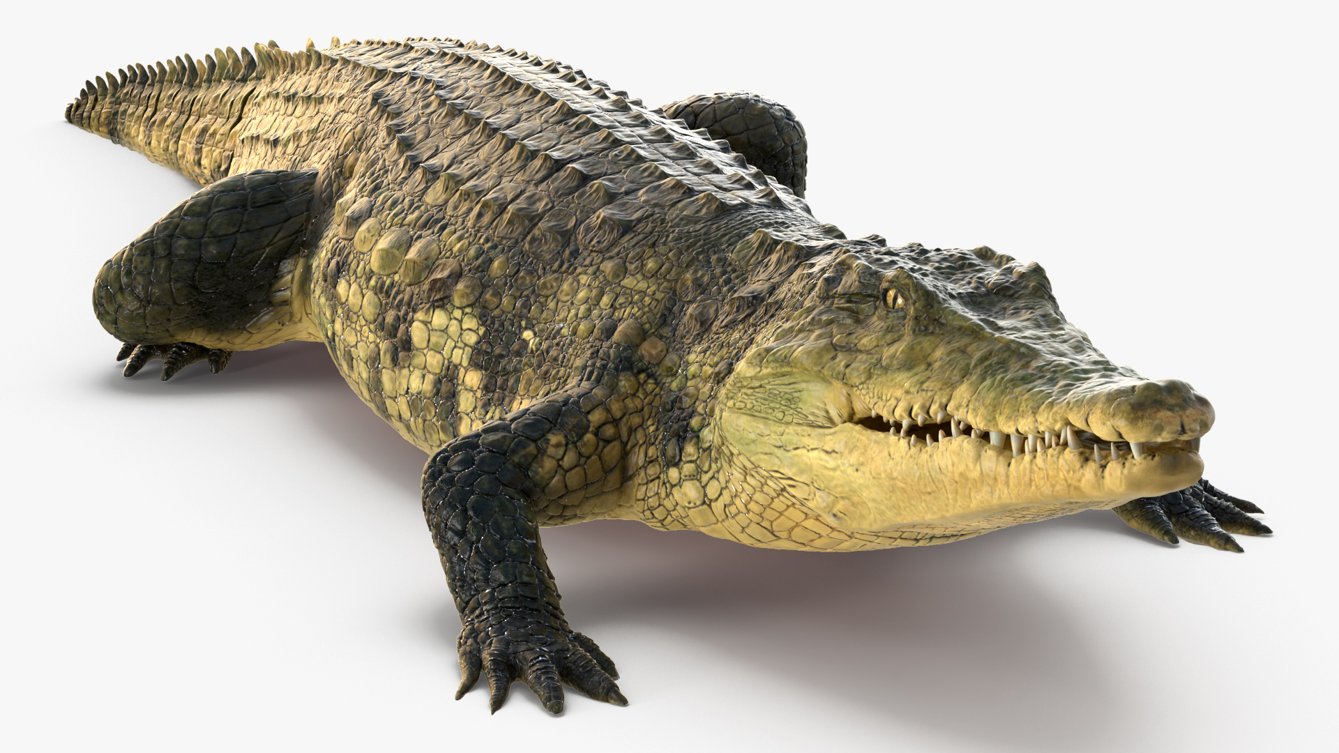 Animated Crocodile Attack Rigged 3D