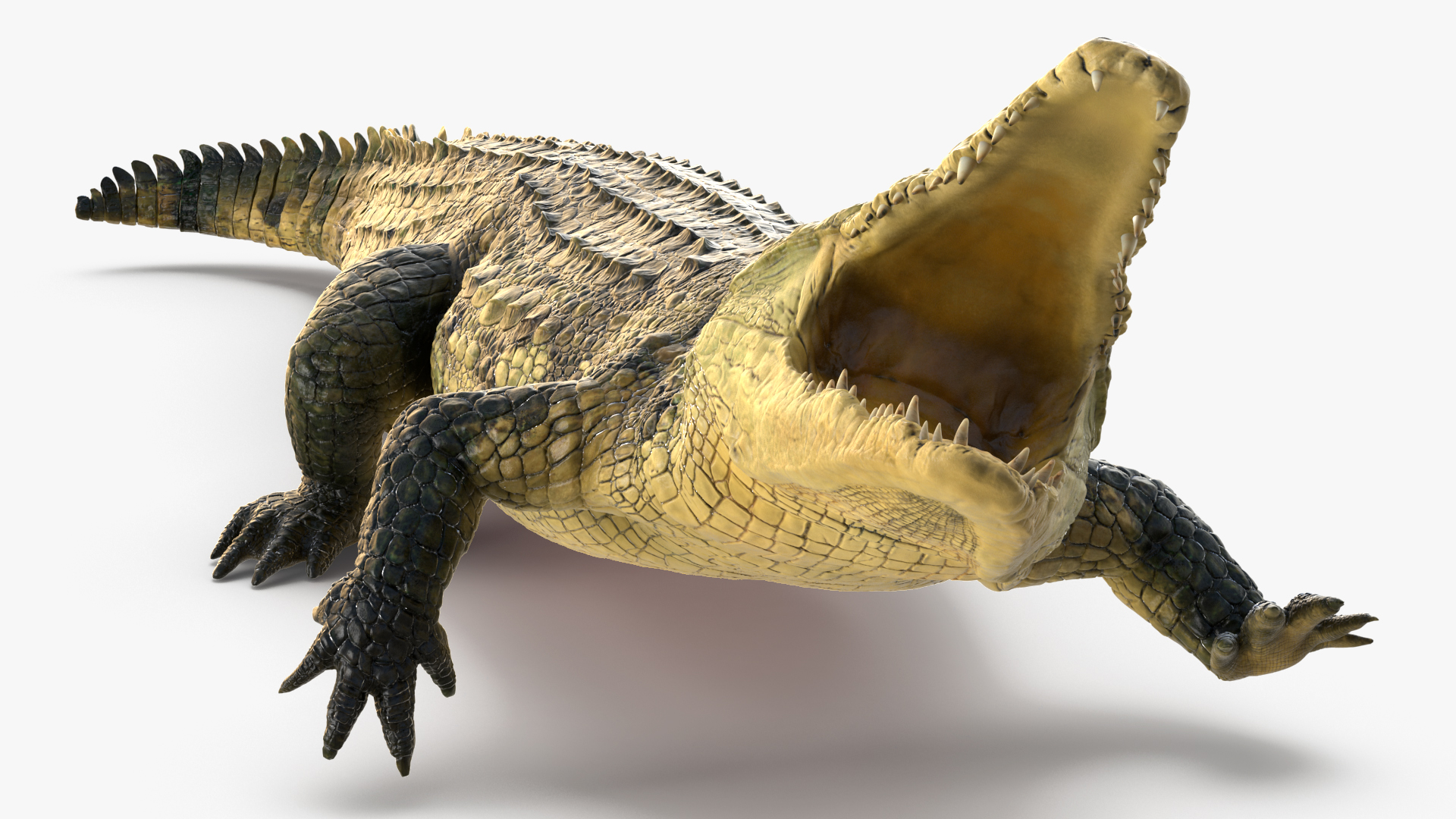 Animated Crocodile Attack Rigged 3D