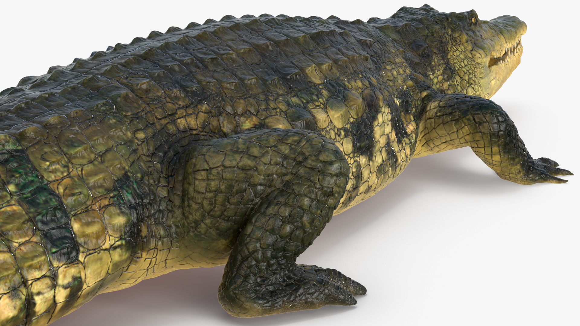 Animated Crocodile Attack Rigged 3D