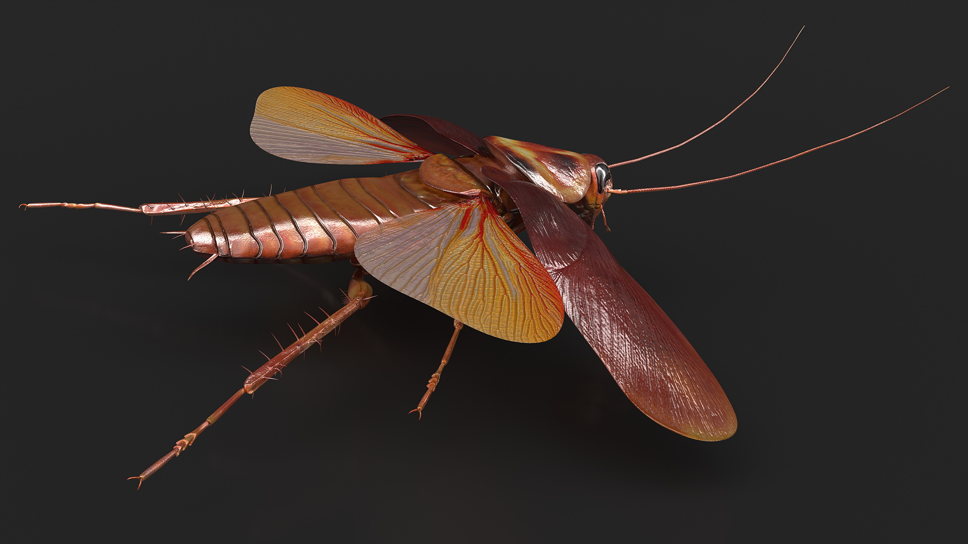 3D Flying Cockroach T-Pose model
