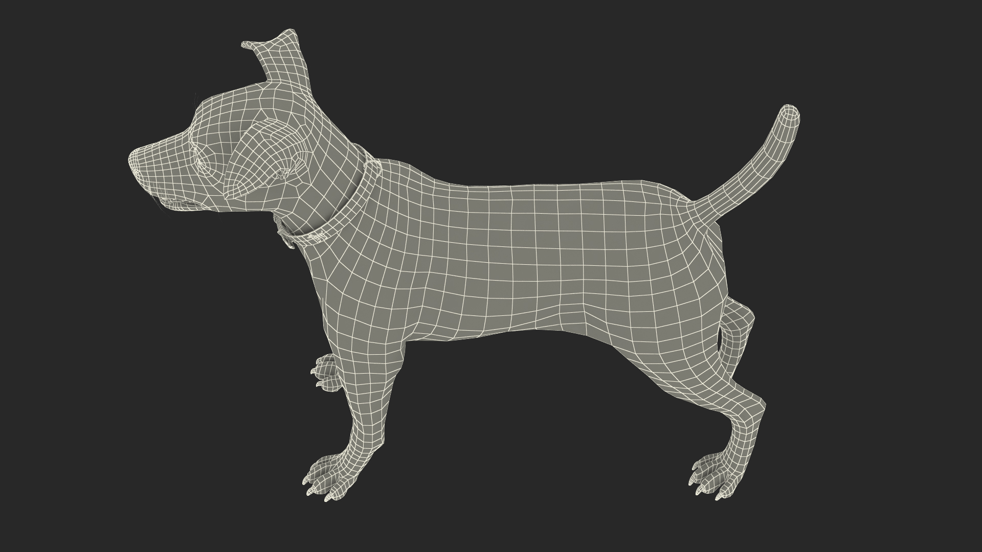 3D Spotted Jack Russell Terrier model