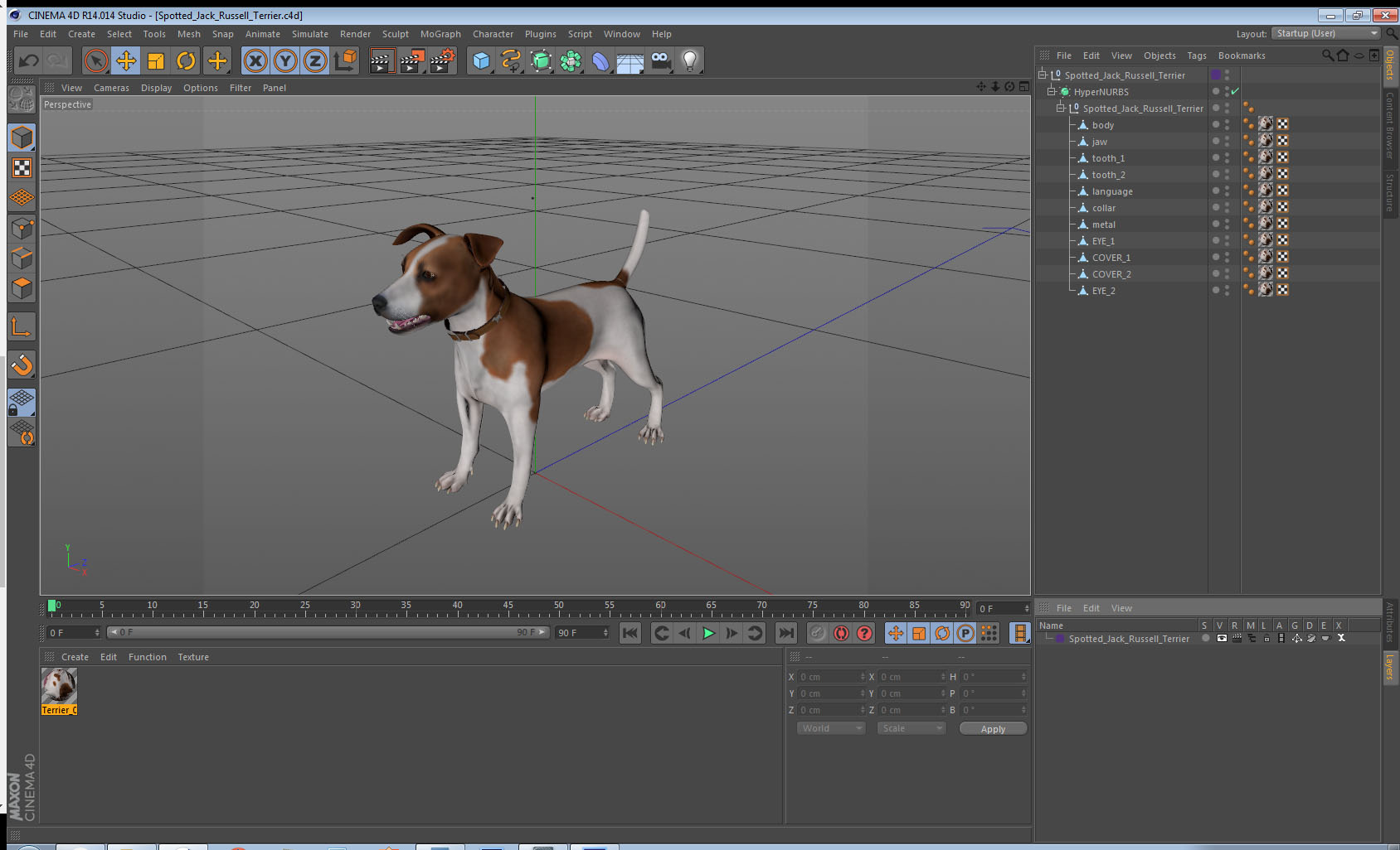 3D Spotted Jack Russell Terrier model