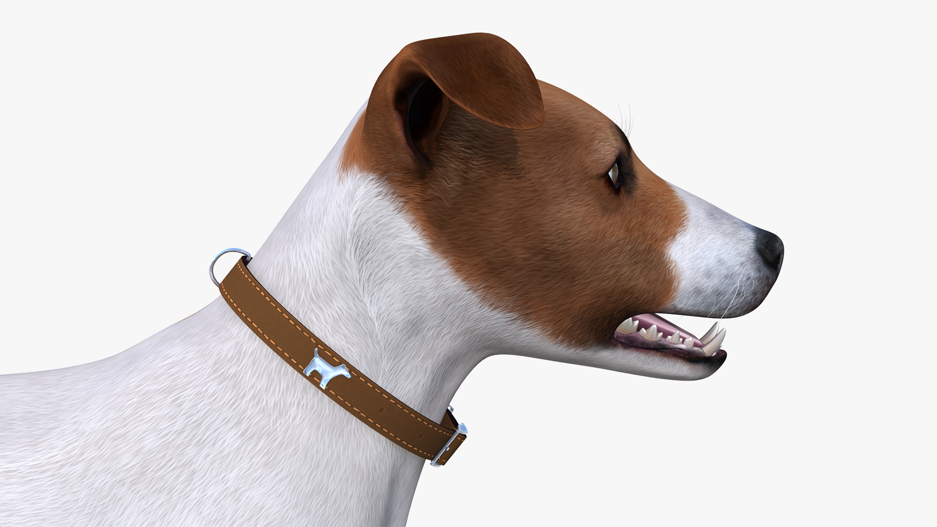 3D Spotted Jack Russell Terrier model