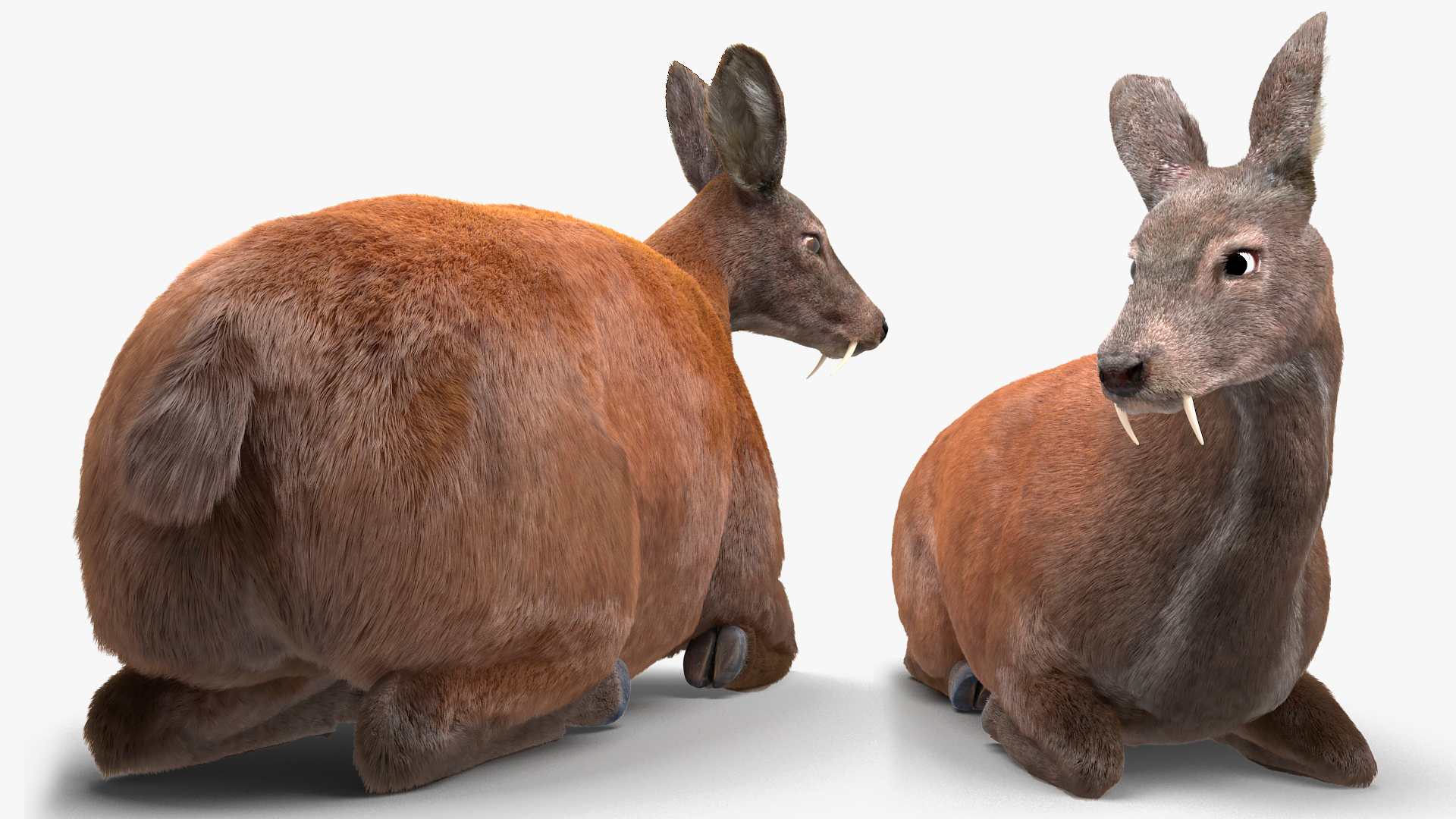 3D Sitting Musk Deer Fur