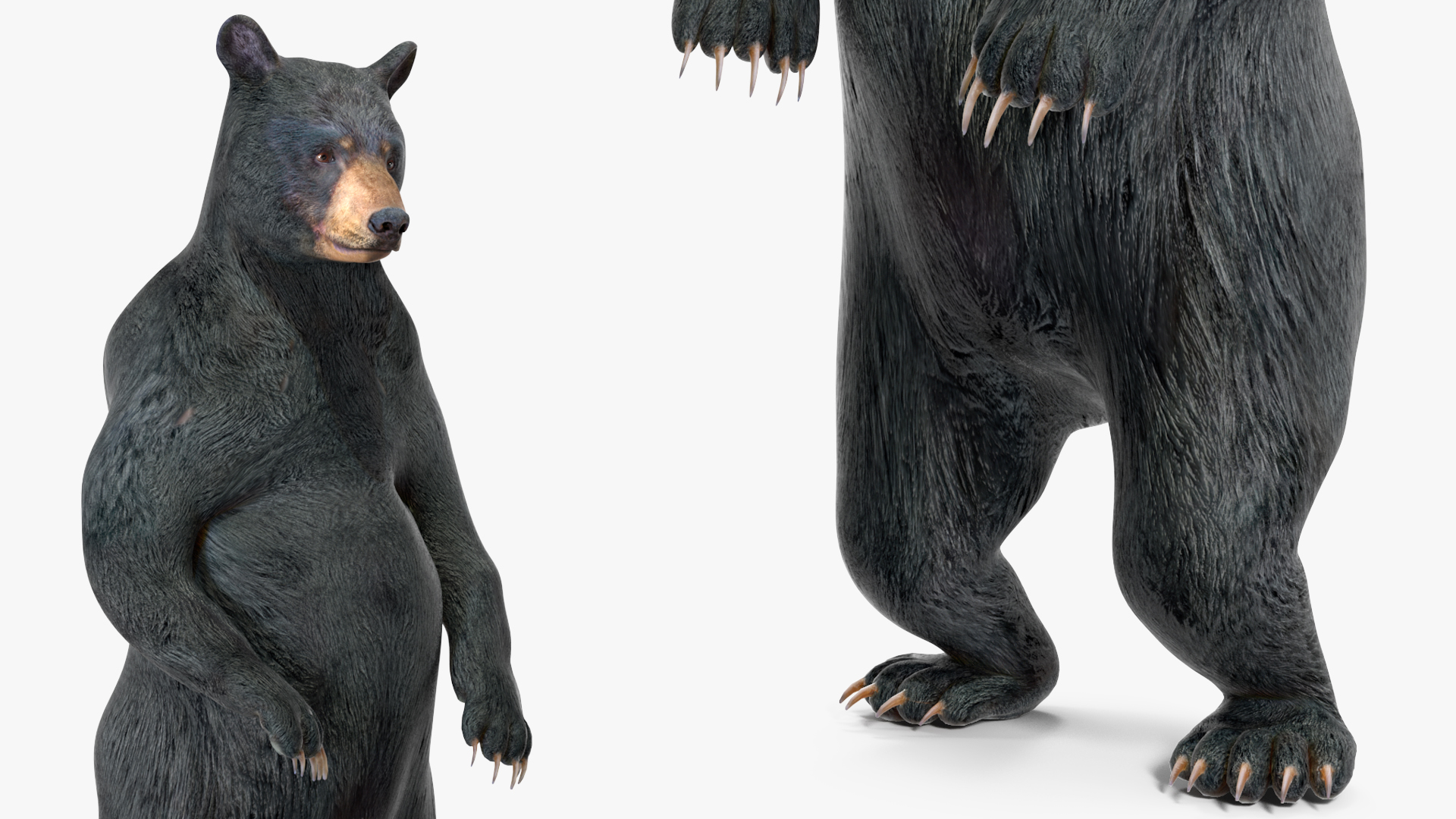 Standing Black Bear 3D model