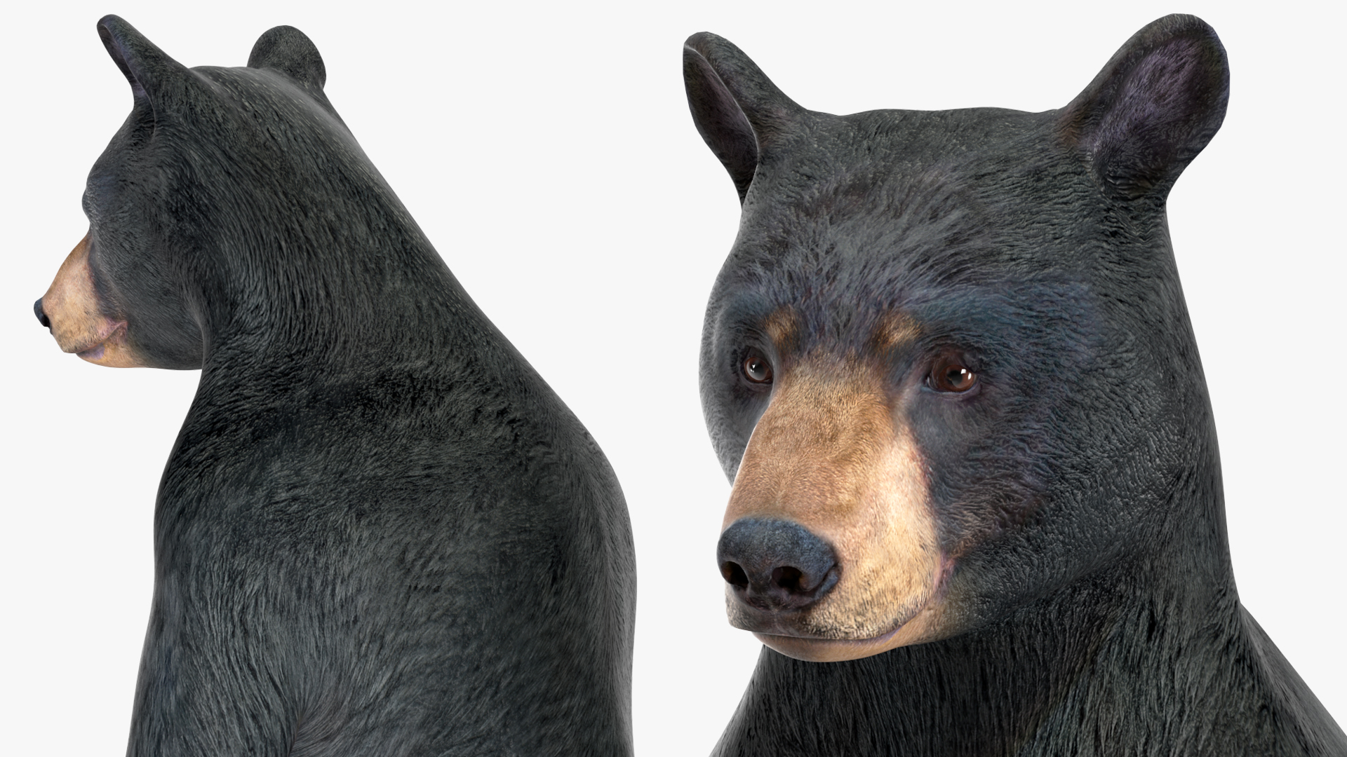 Standing Black Bear 3D model