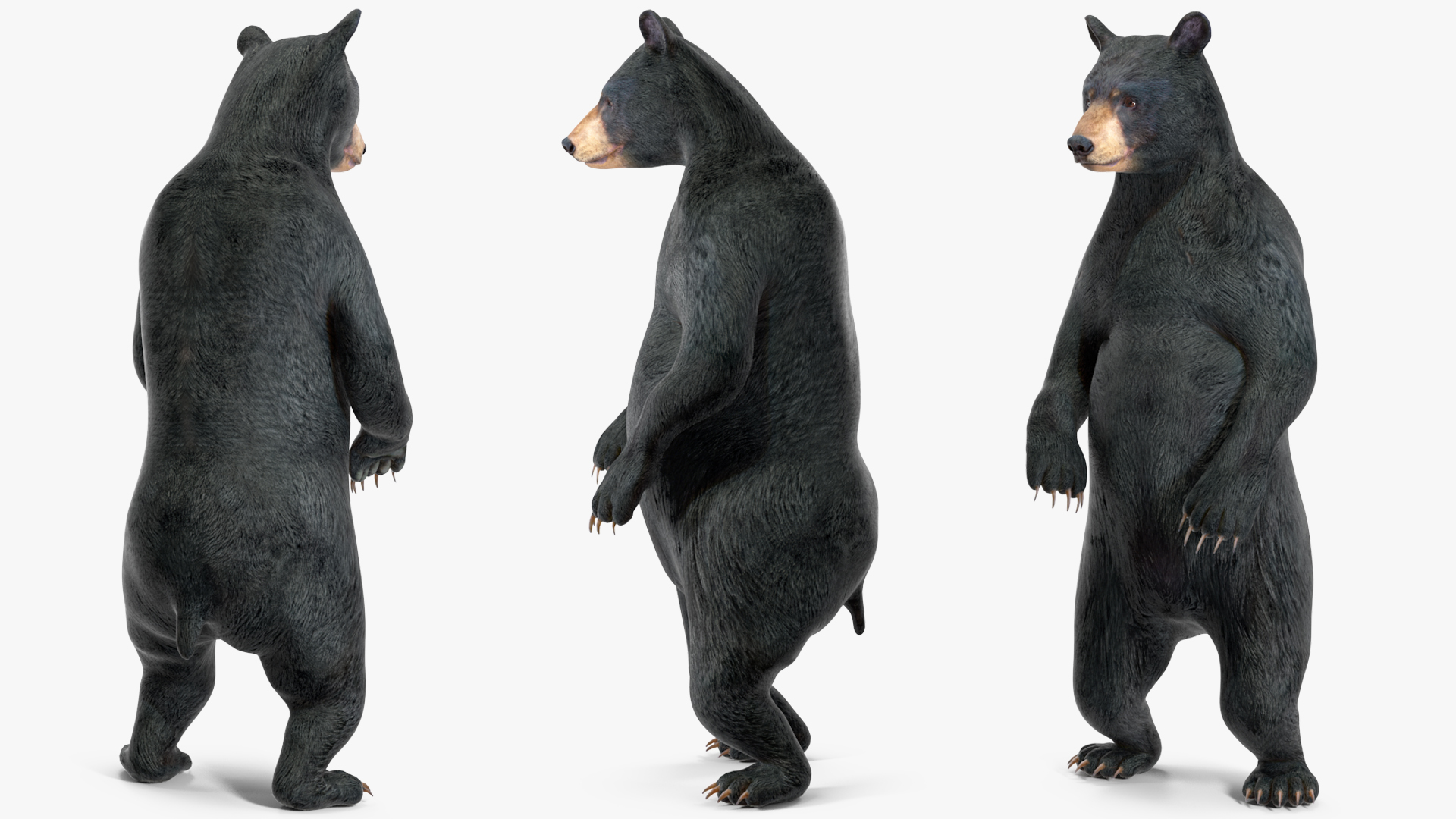 Standing Black Bear 3D model