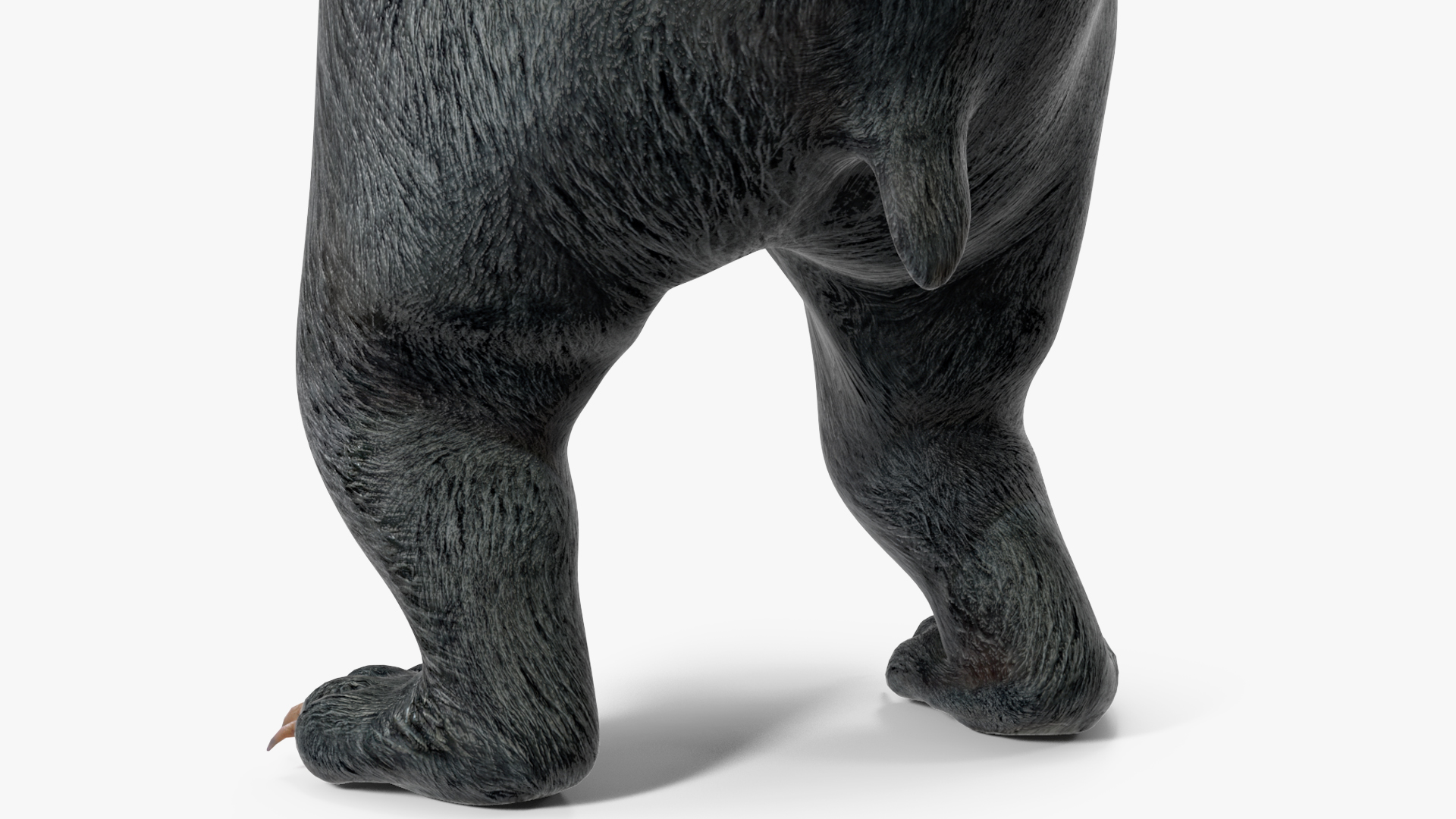 Standing Black Bear 3D model