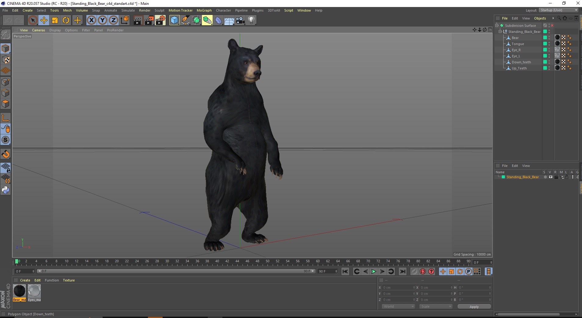 Standing Black Bear 3D model