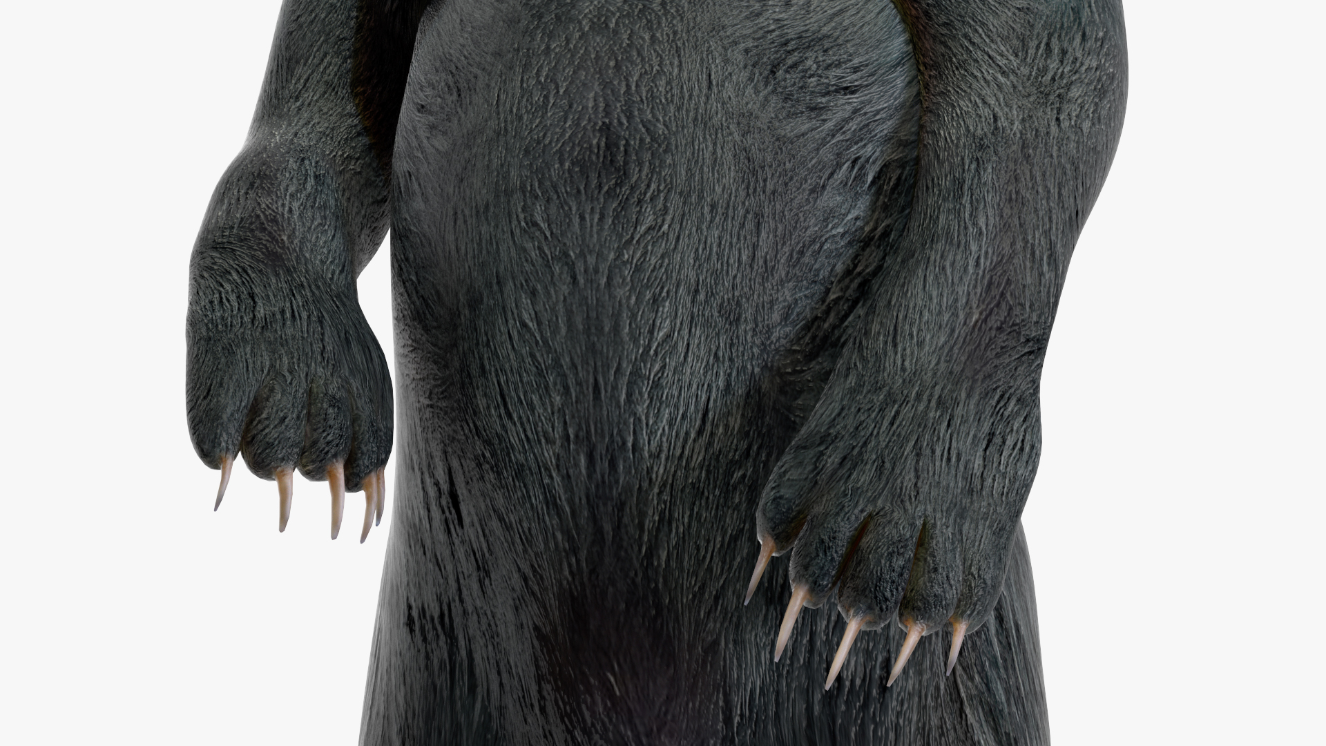 Standing Black Bear 3D model