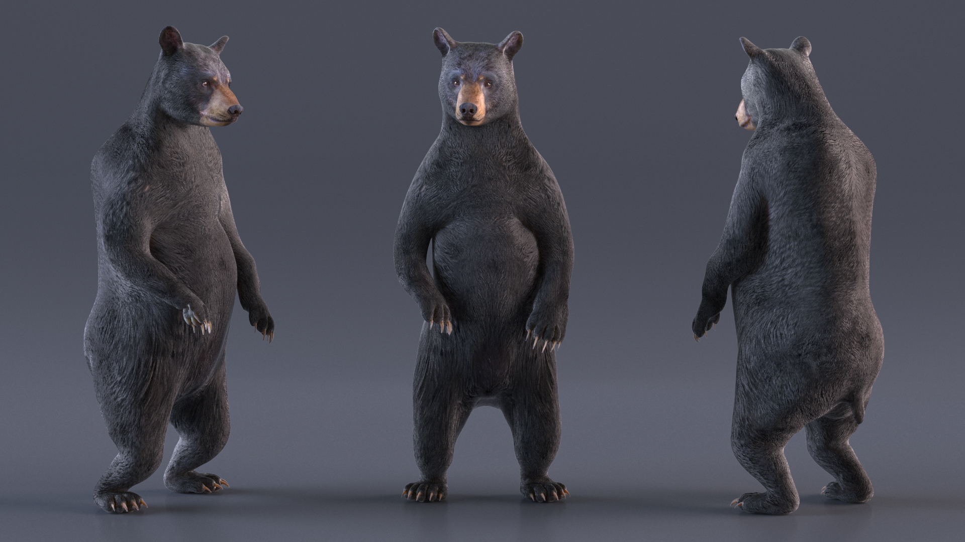 Standing Black Bear 3D model