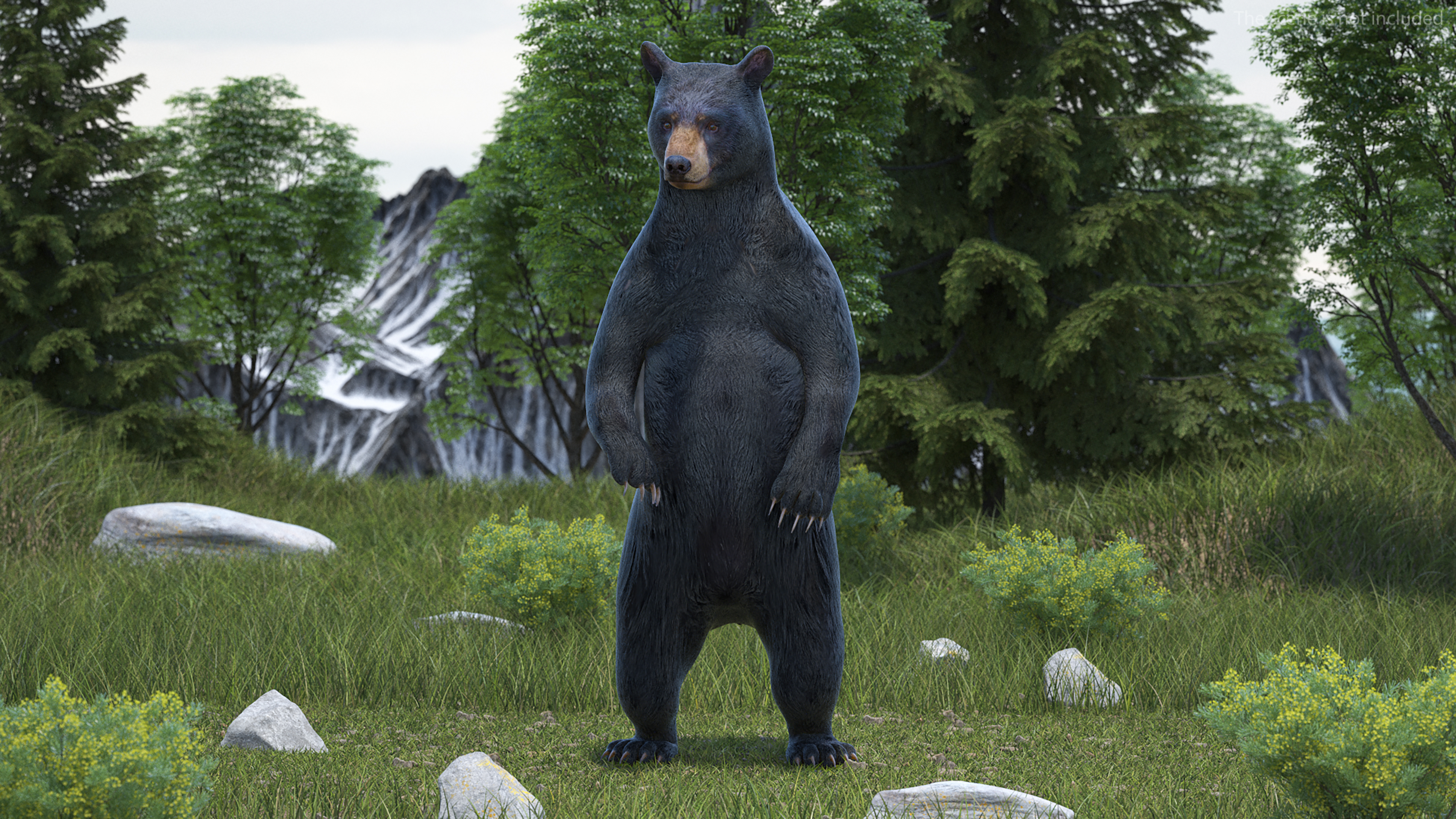 Standing Black Bear 3D model