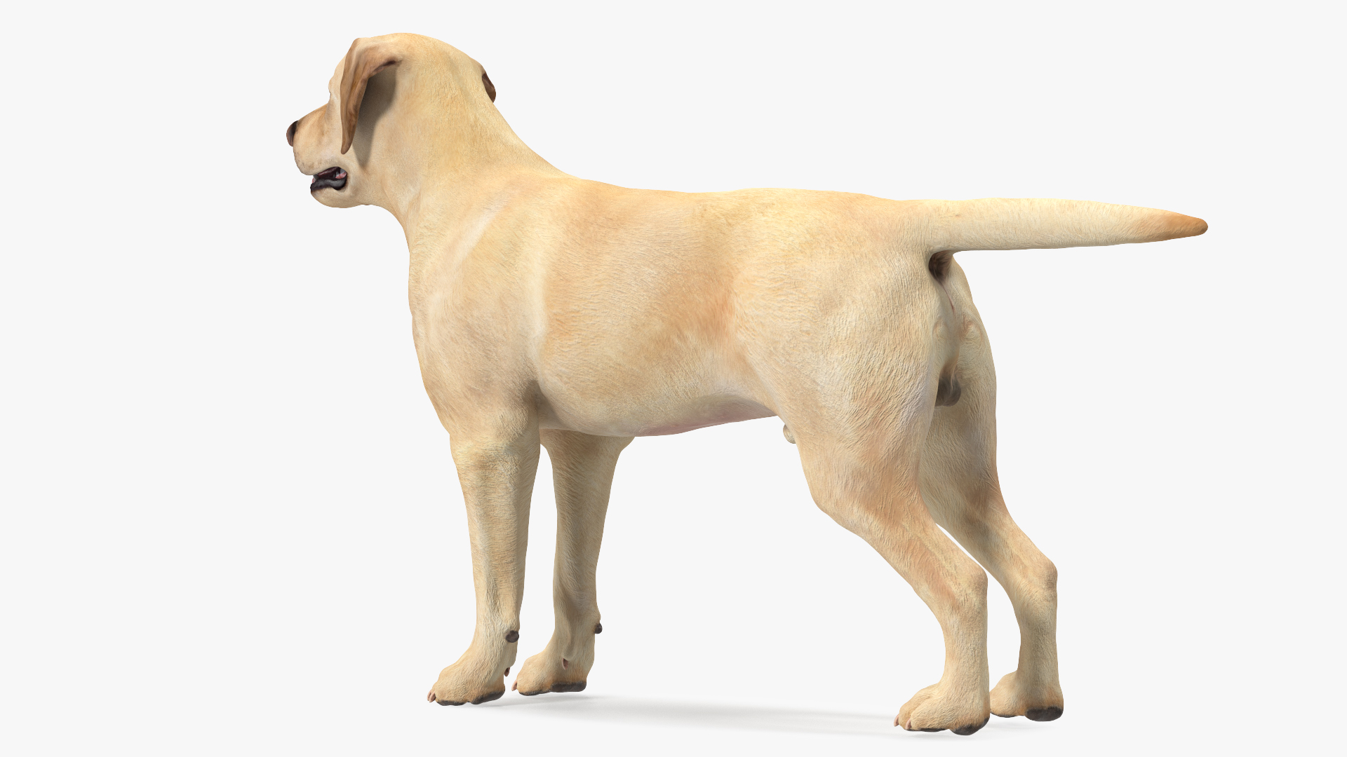 3D model Labrador Dog White Rigged