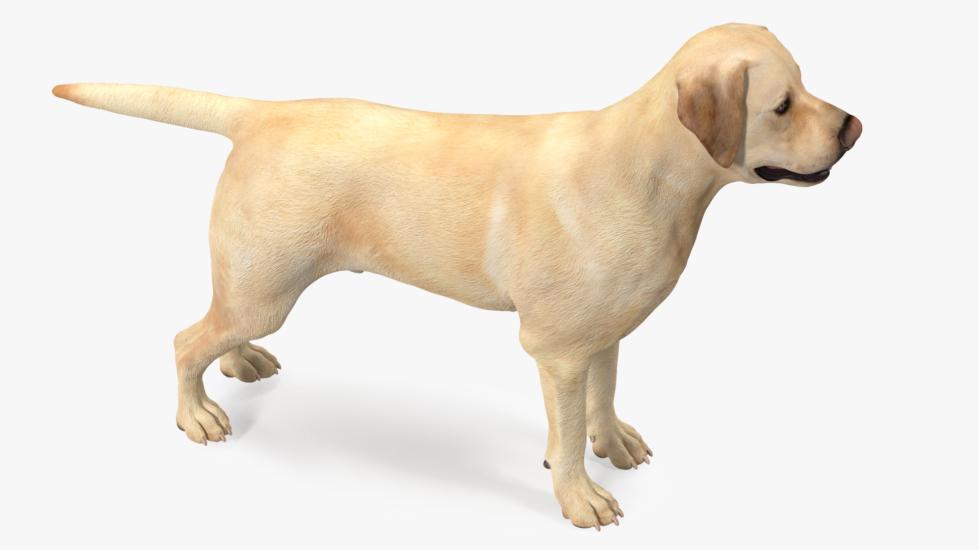 3D model Labrador Dog White Rigged