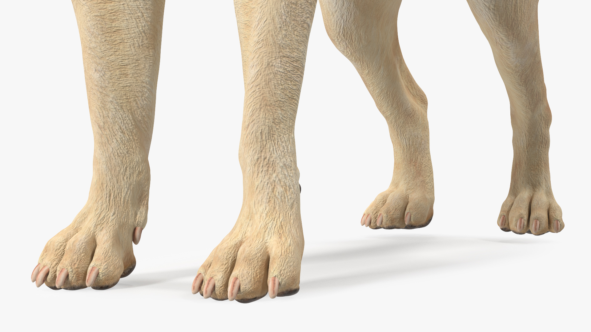 3D model Labrador Dog White Rigged