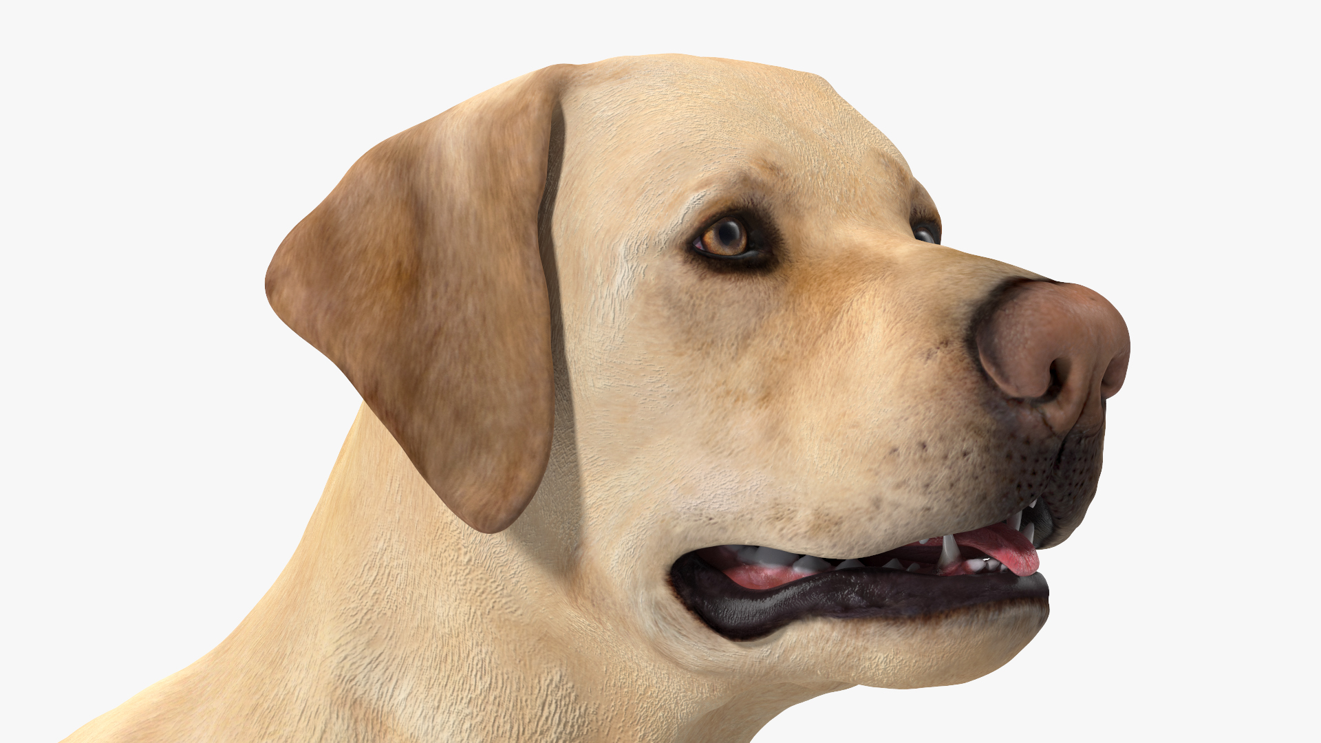 3D model Labrador Dog White Rigged