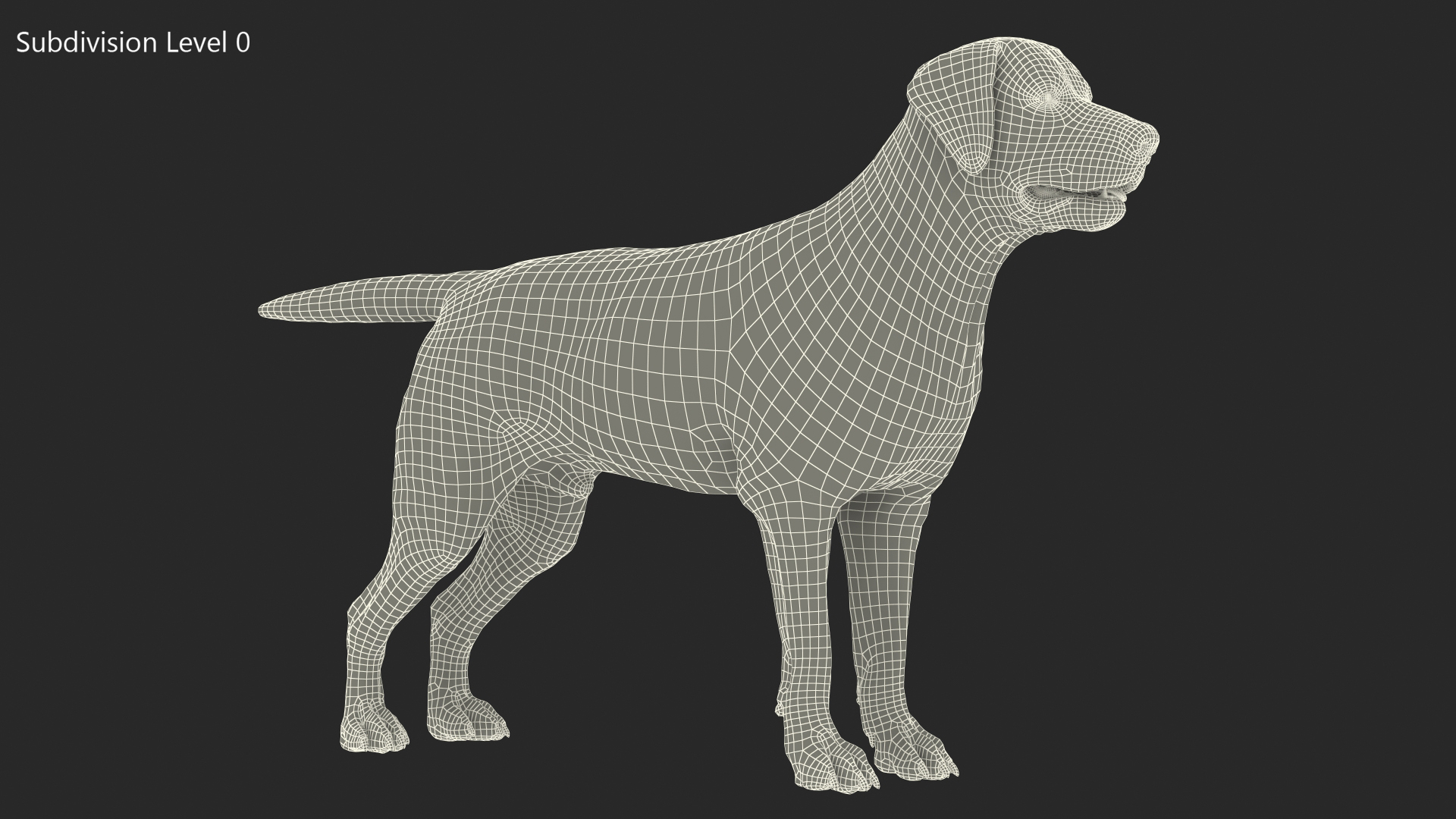 3D model Labrador Dog White Rigged