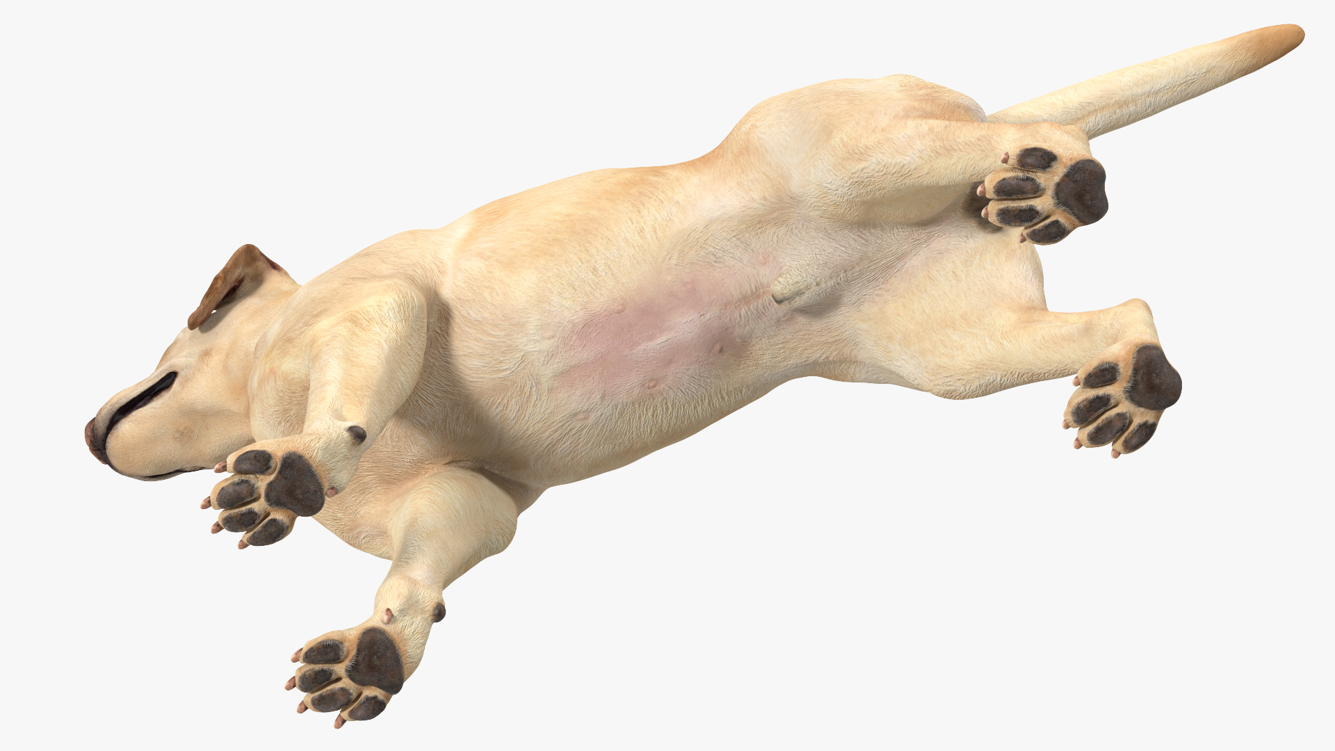 3D model Labrador Dog White Rigged