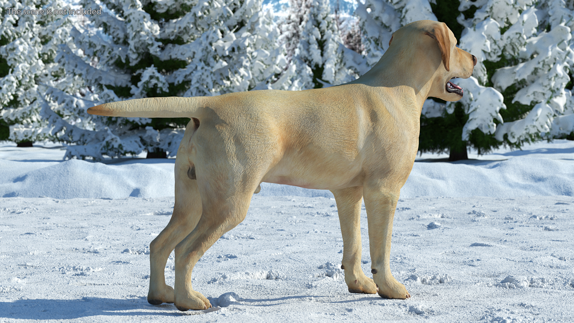 3D model Labrador Dog White Rigged