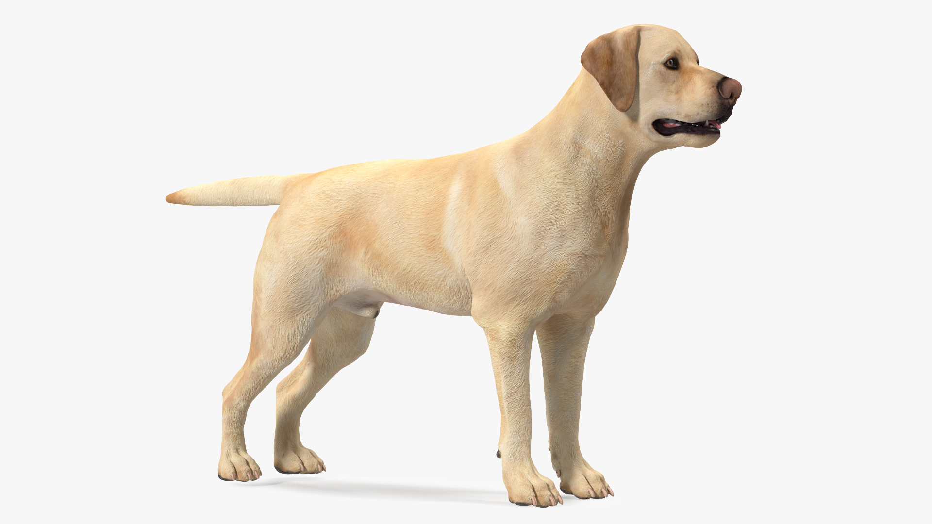 3D model Labrador Dog White Rigged