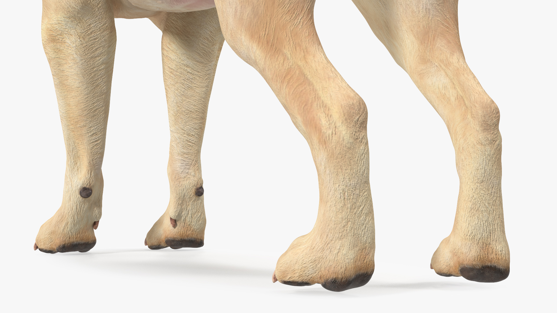 3D model Labrador Dog White Rigged