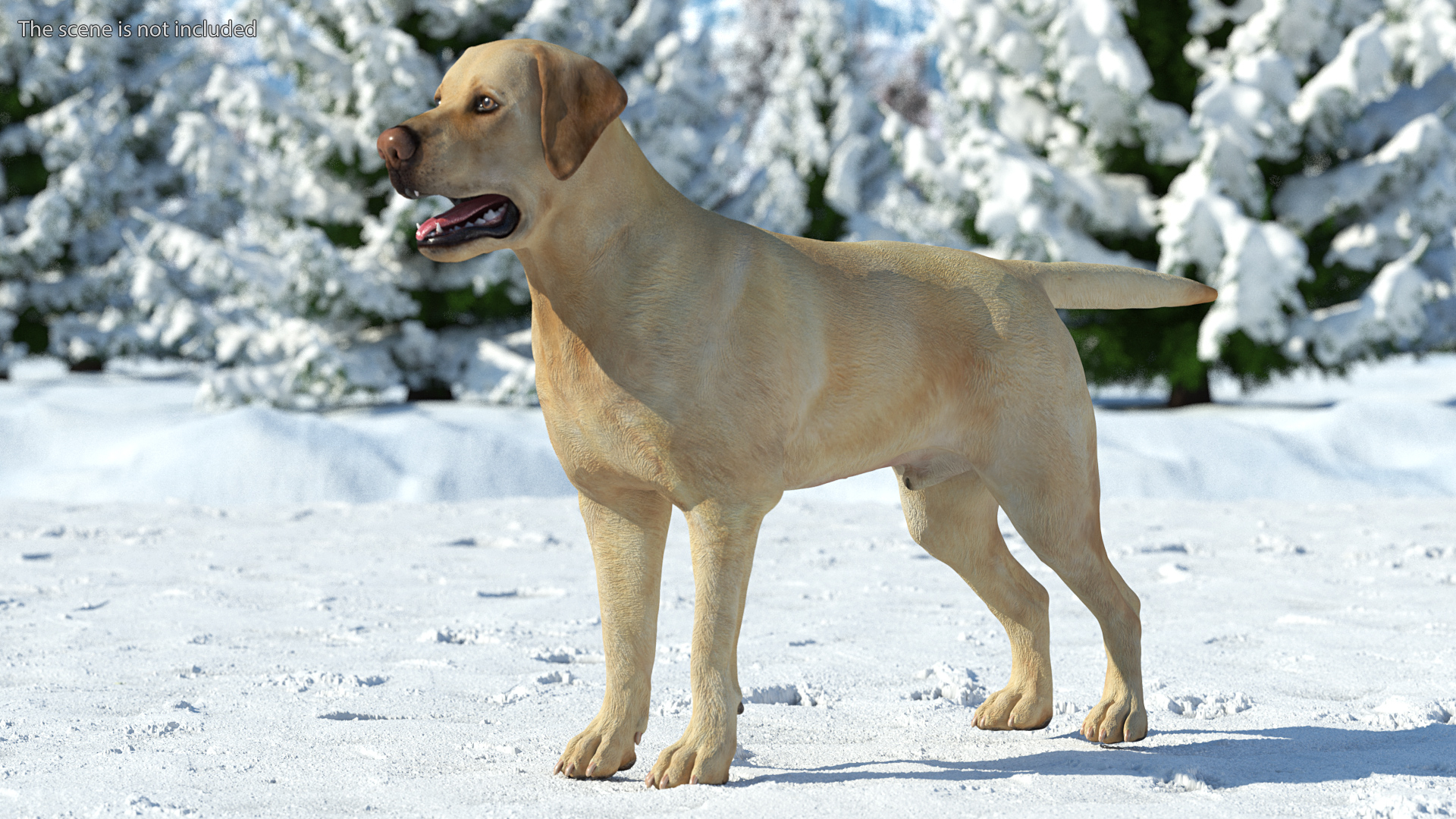 3D model Labrador Dog White Rigged