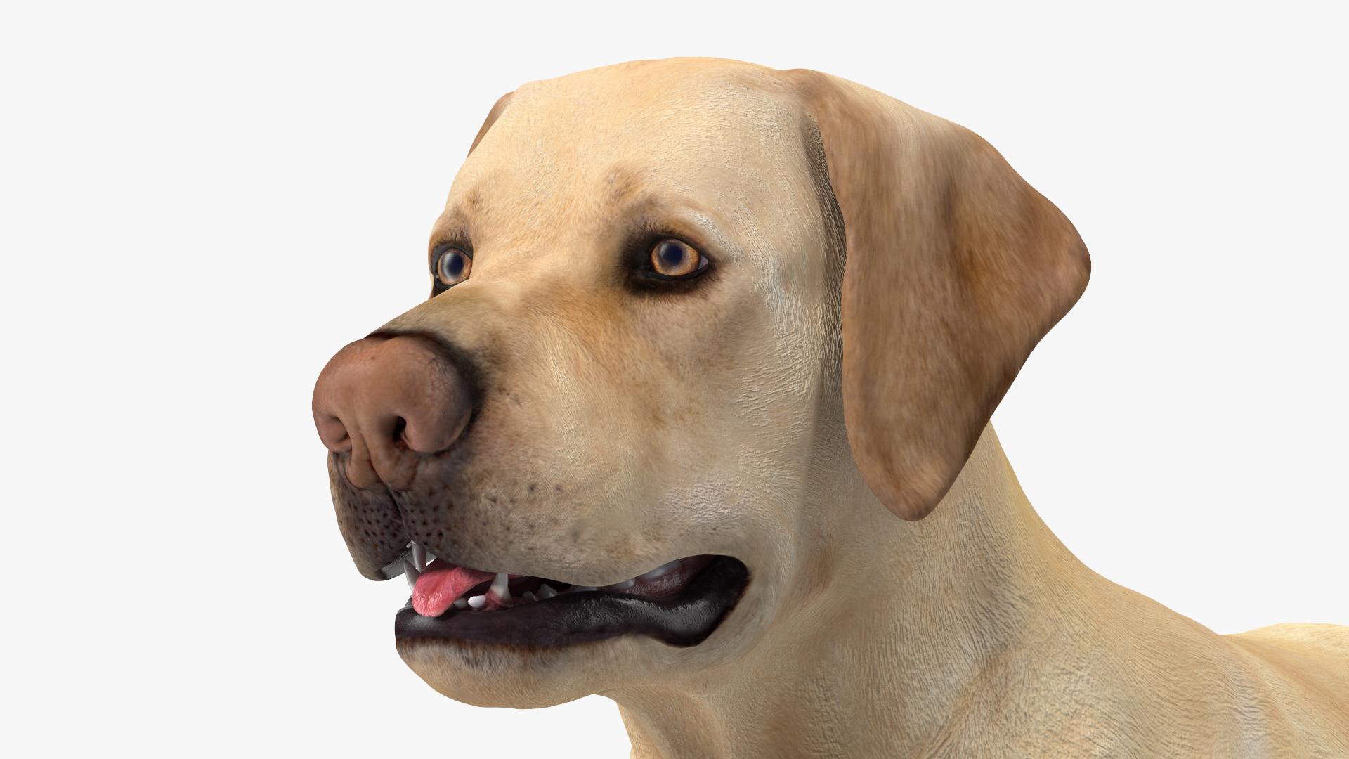 3D model Labrador Dog White Rigged