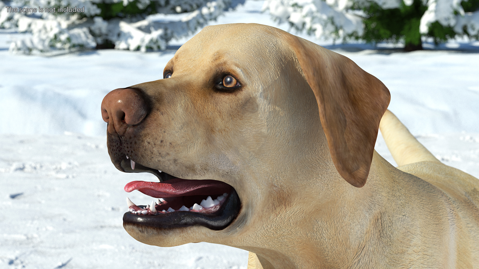 3D model Labrador Dog White Rigged