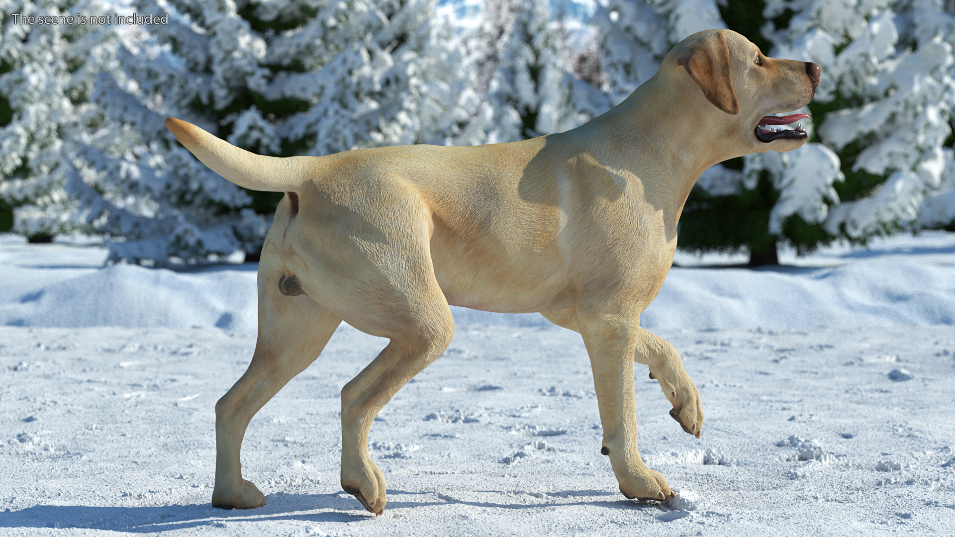3D model Labrador Dog White Rigged