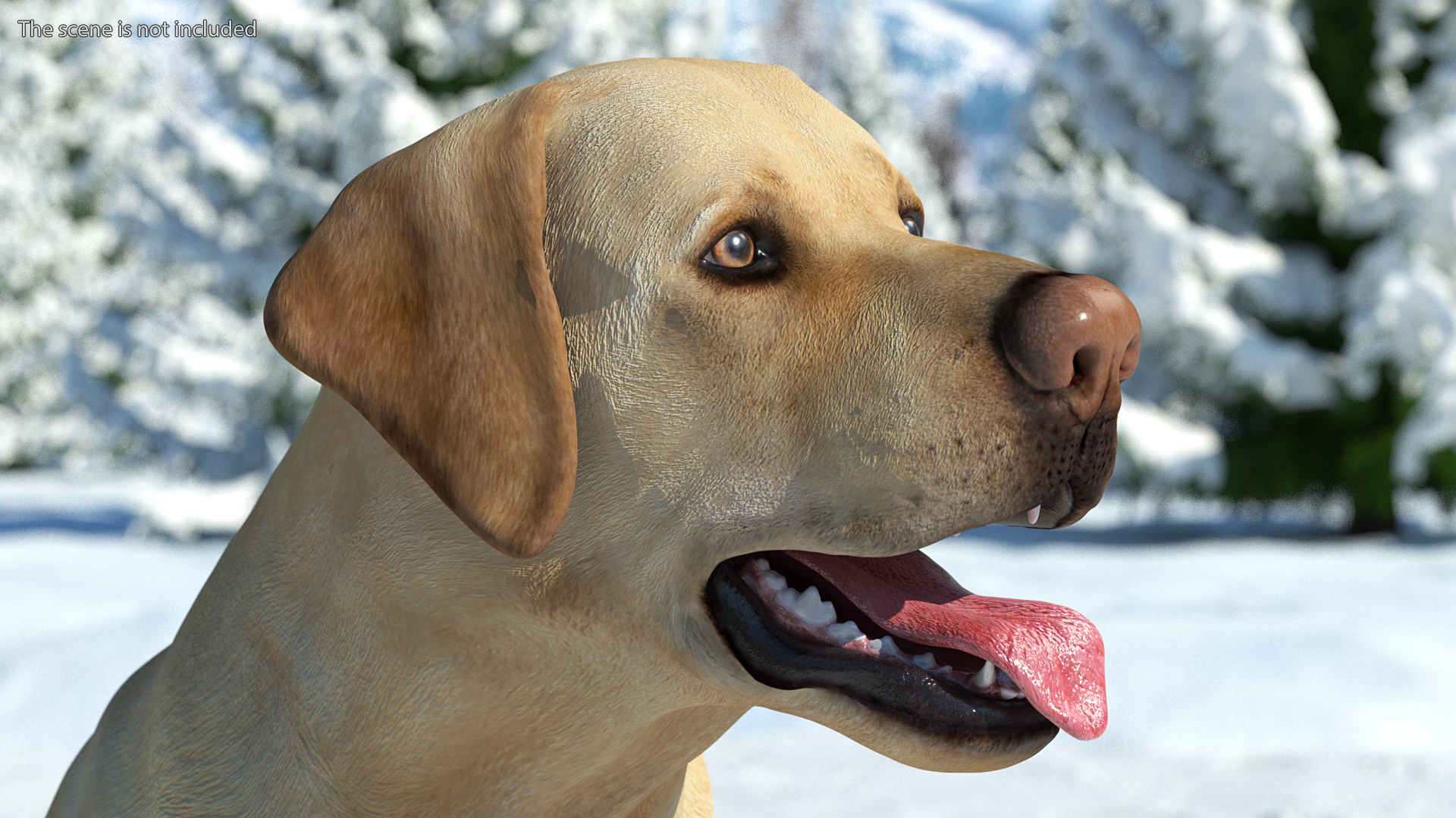 3D model Labrador Dog White Rigged