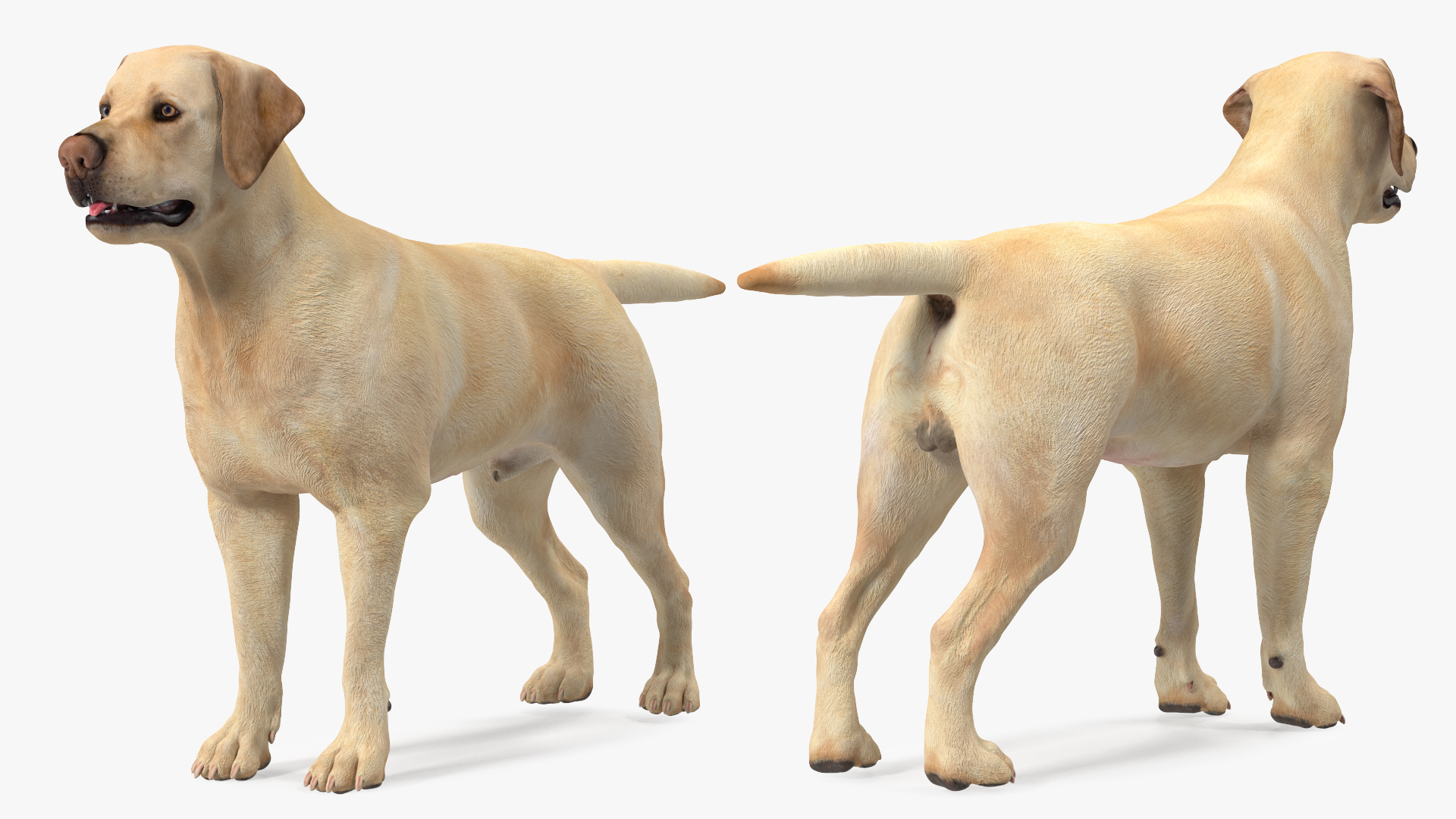 3D model Labrador Dog White Rigged