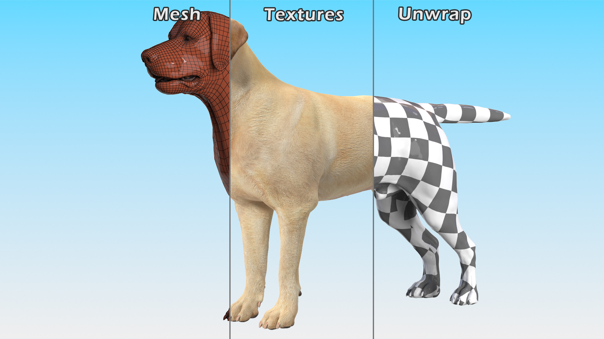 3D model Labrador Dog White Rigged