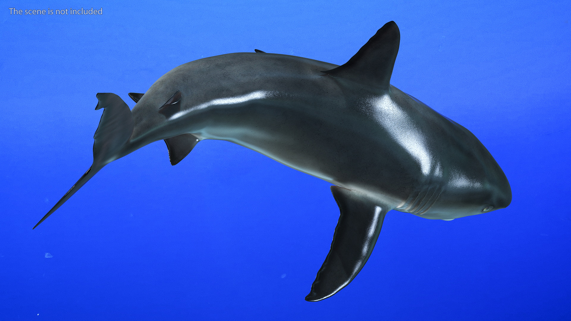 3D Caribbean Reef Shark Rigged for Maya