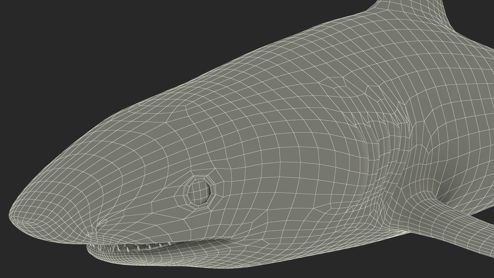 3D Caribbean Reef Shark Rigged for Maya