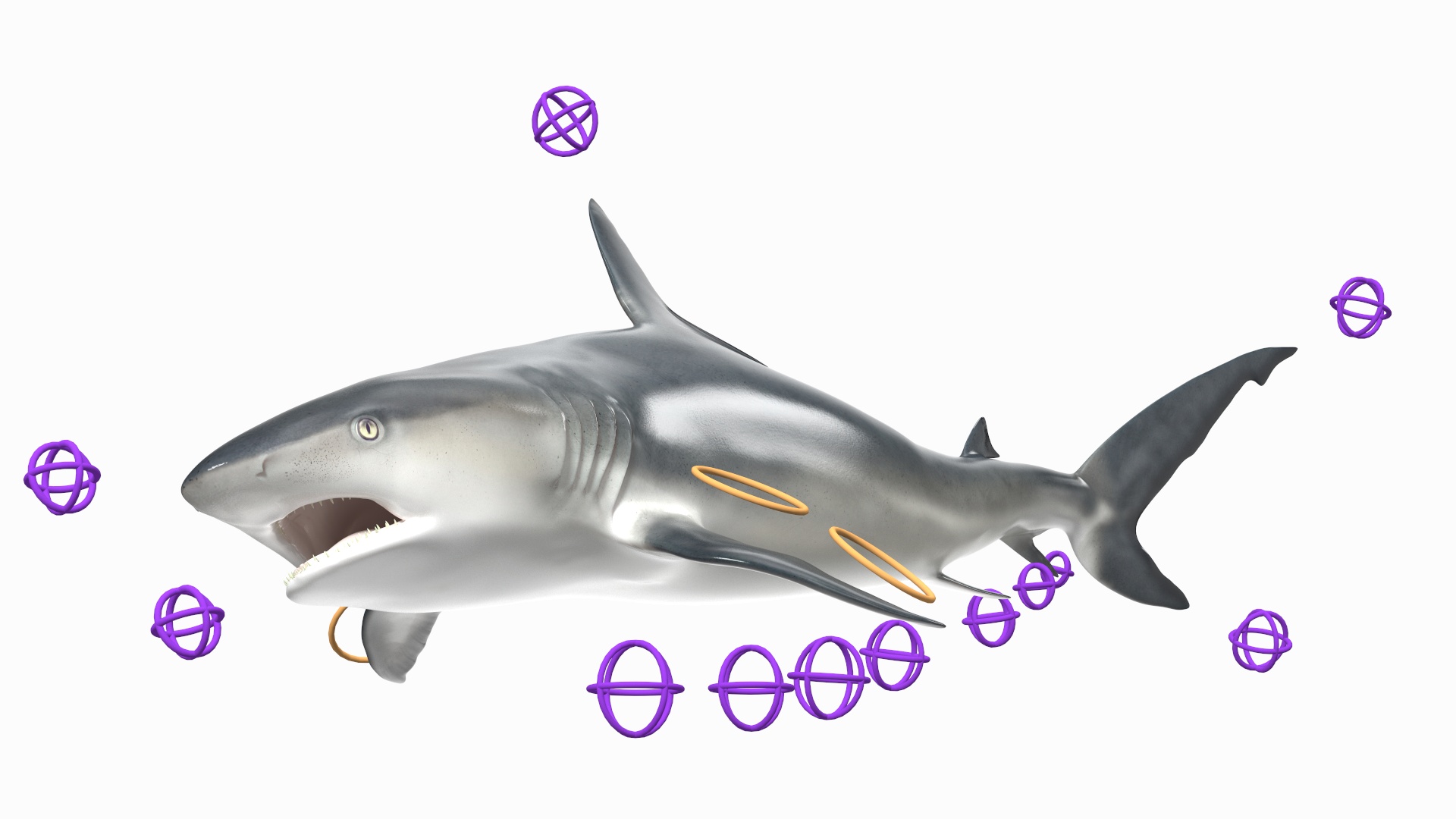 3D Caribbean Reef Shark Rigged for Maya