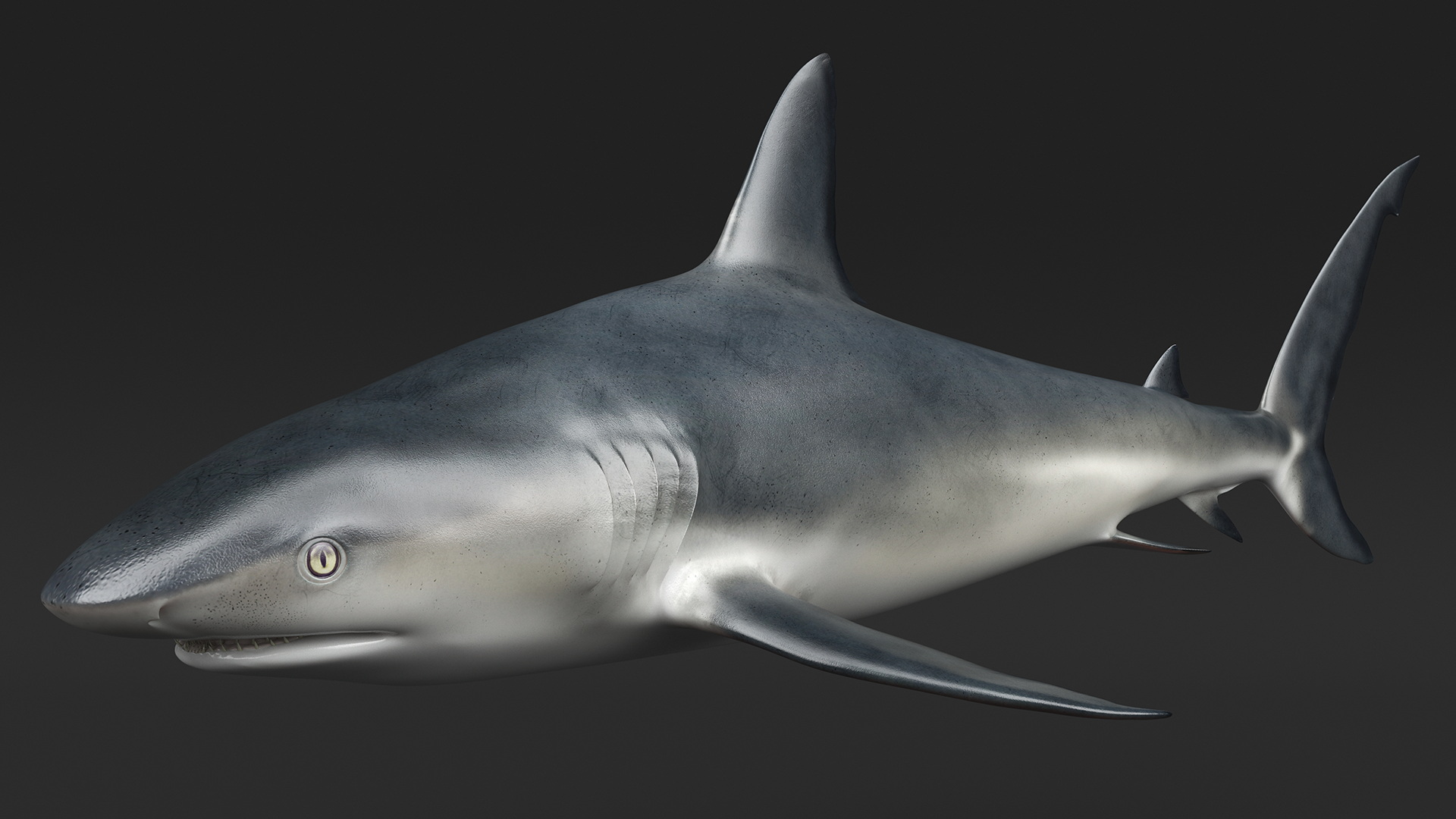 3D Caribbean Reef Shark Rigged for Maya