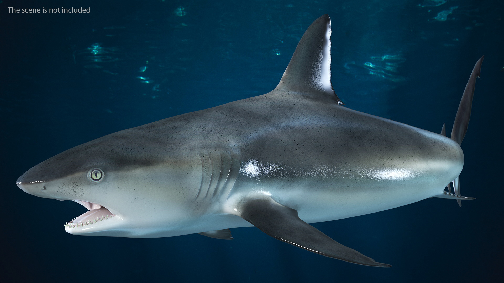 3D Caribbean Reef Shark Rigged for Maya