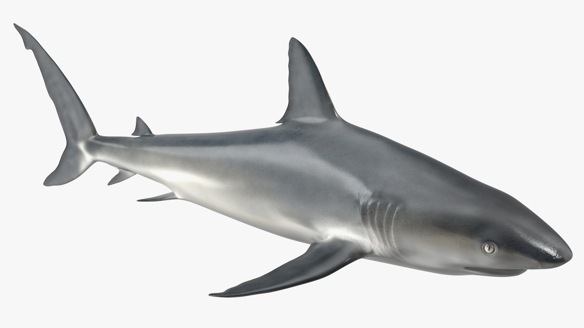 3D Caribbean Reef Shark Rigged for Maya