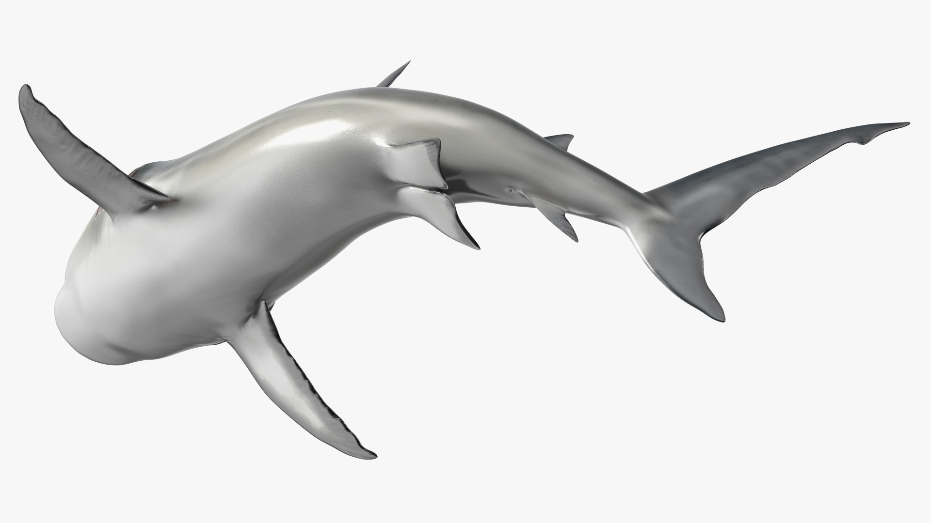 3D Caribbean Reef Shark Rigged for Maya