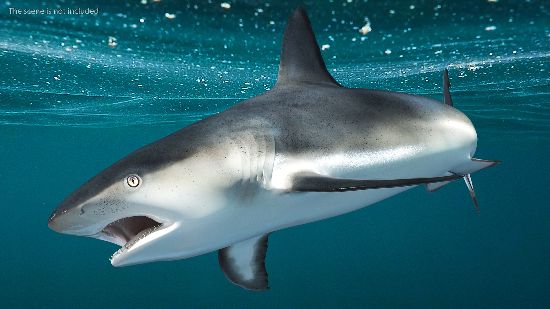 3D Caribbean Reef Shark Rigged for Maya