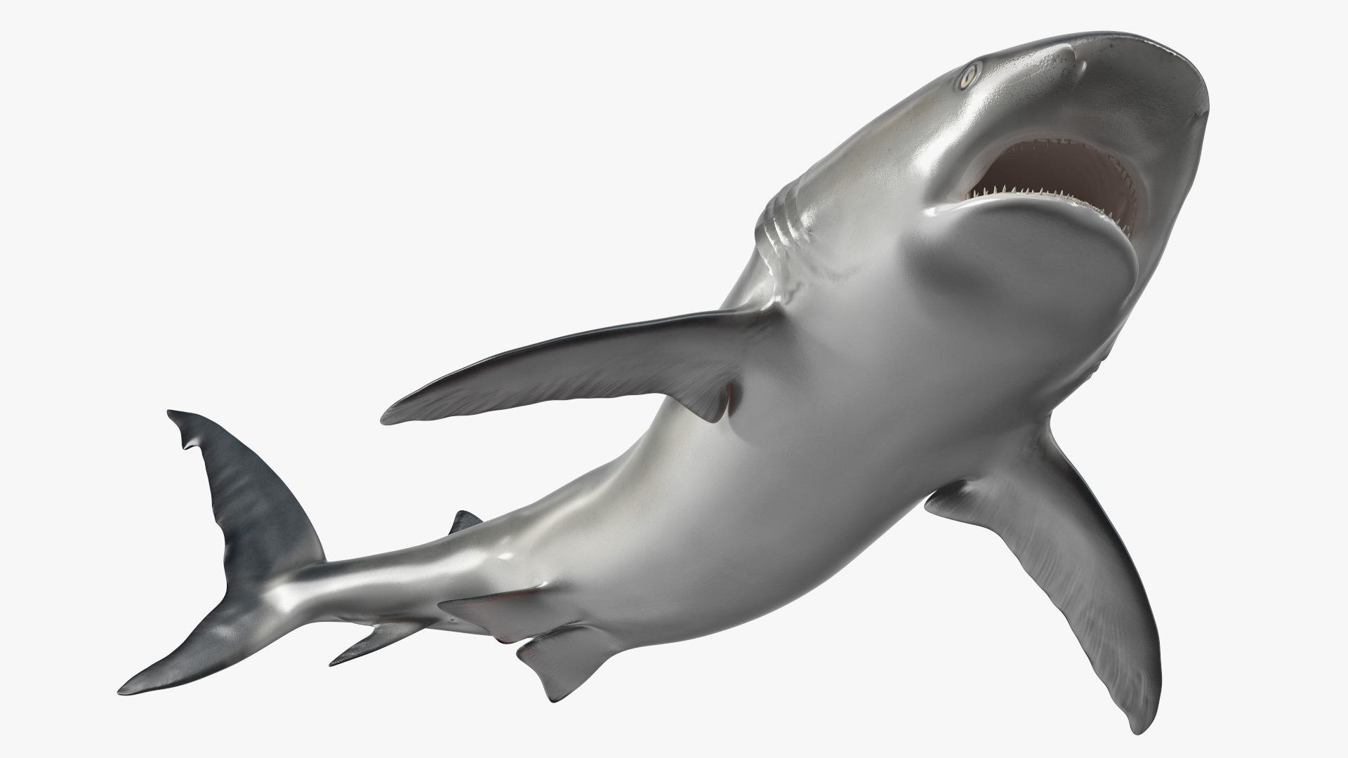 3D Caribbean Reef Shark Rigged for Maya
