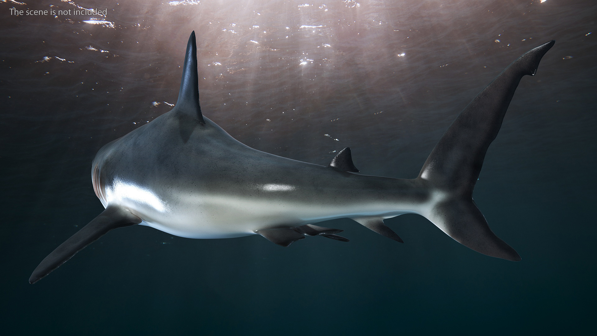 3D Caribbean Reef Shark Rigged for Maya