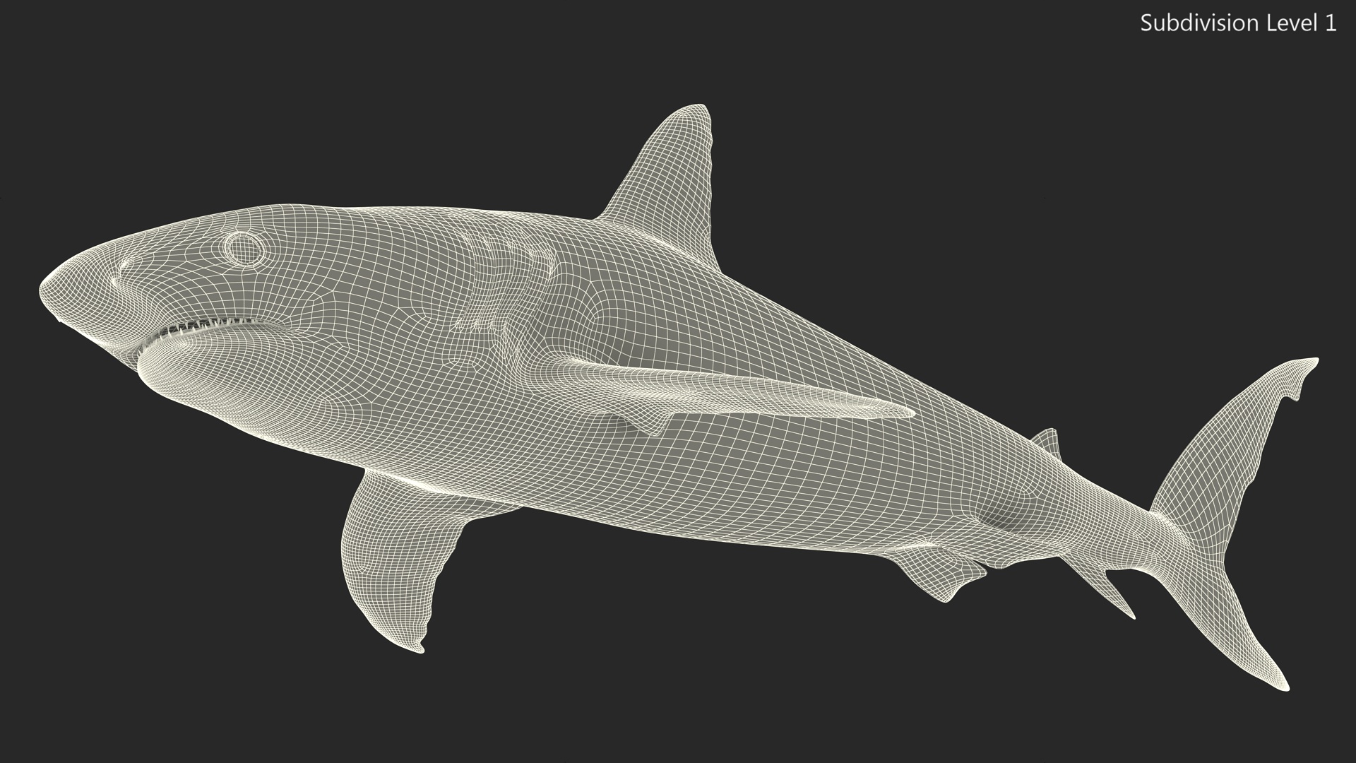 3D Caribbean Reef Shark Rigged for Maya